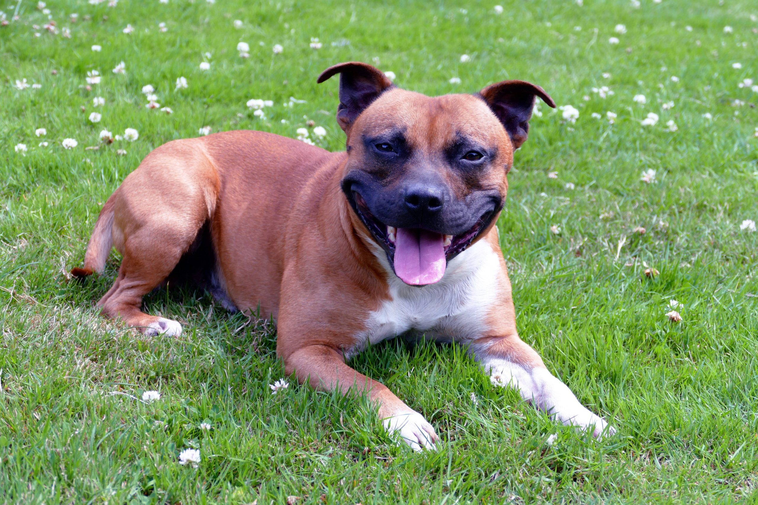 Online Vet Lewisville TX