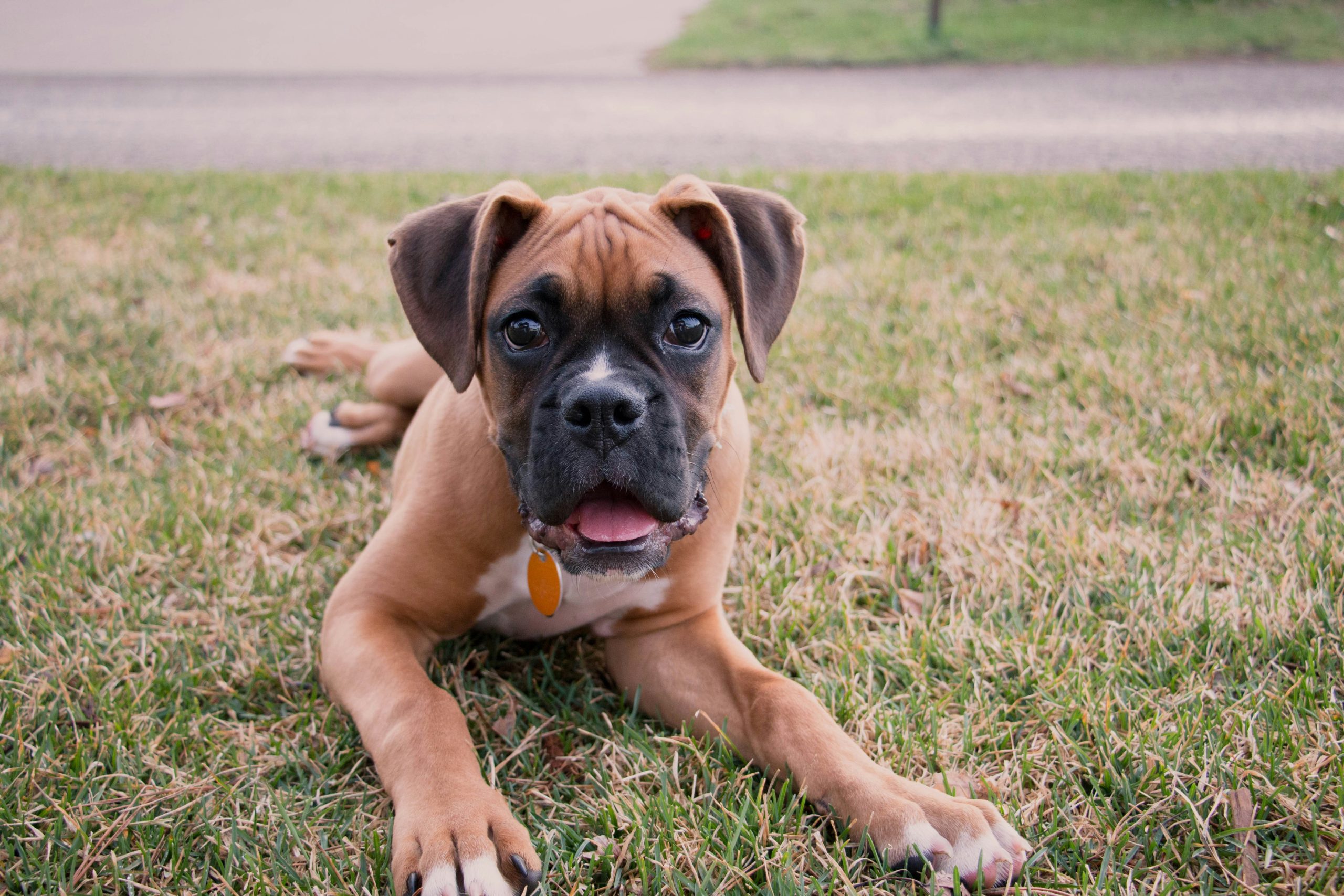 Online Vet Longmont CO