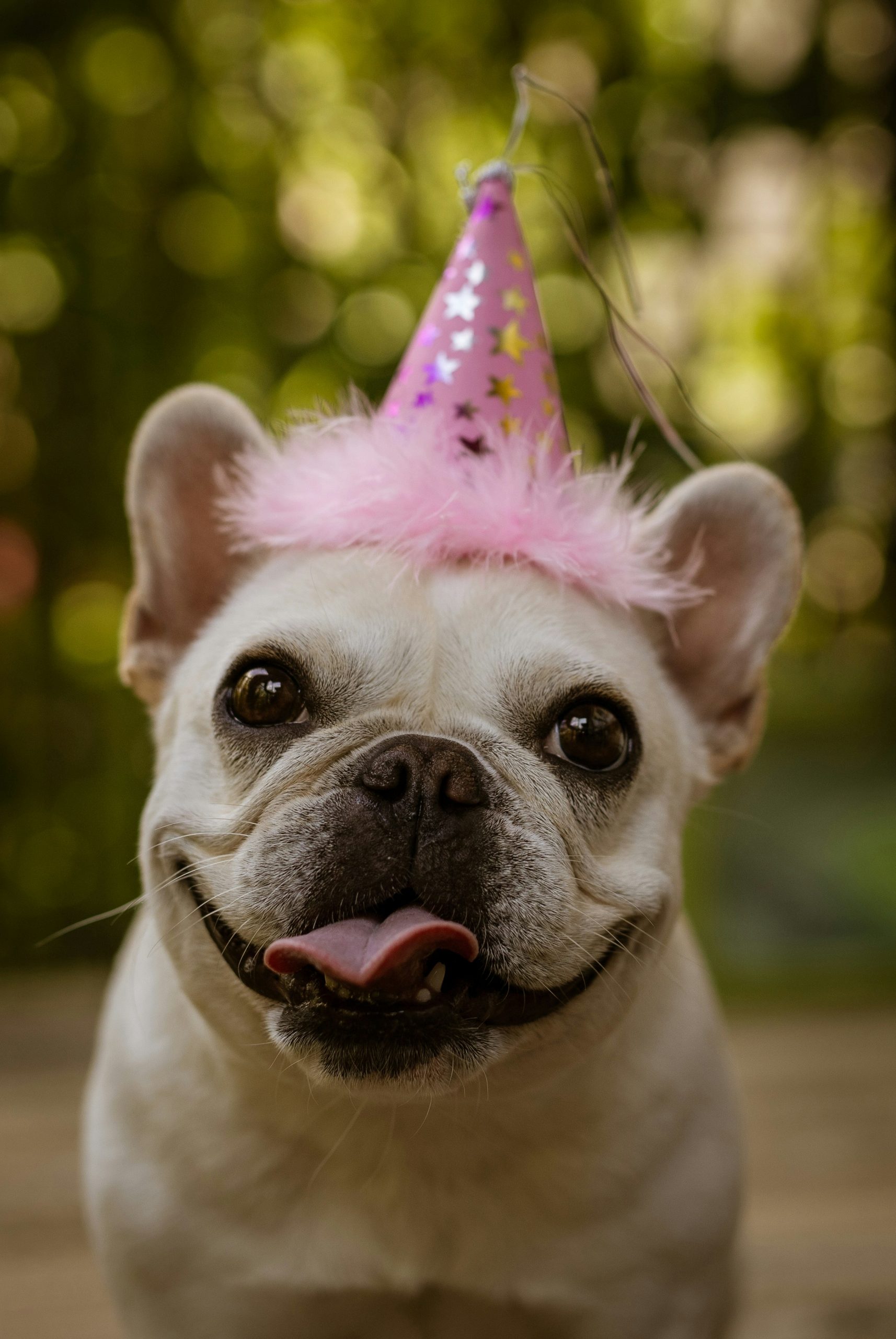 Online Vet Longmont CO