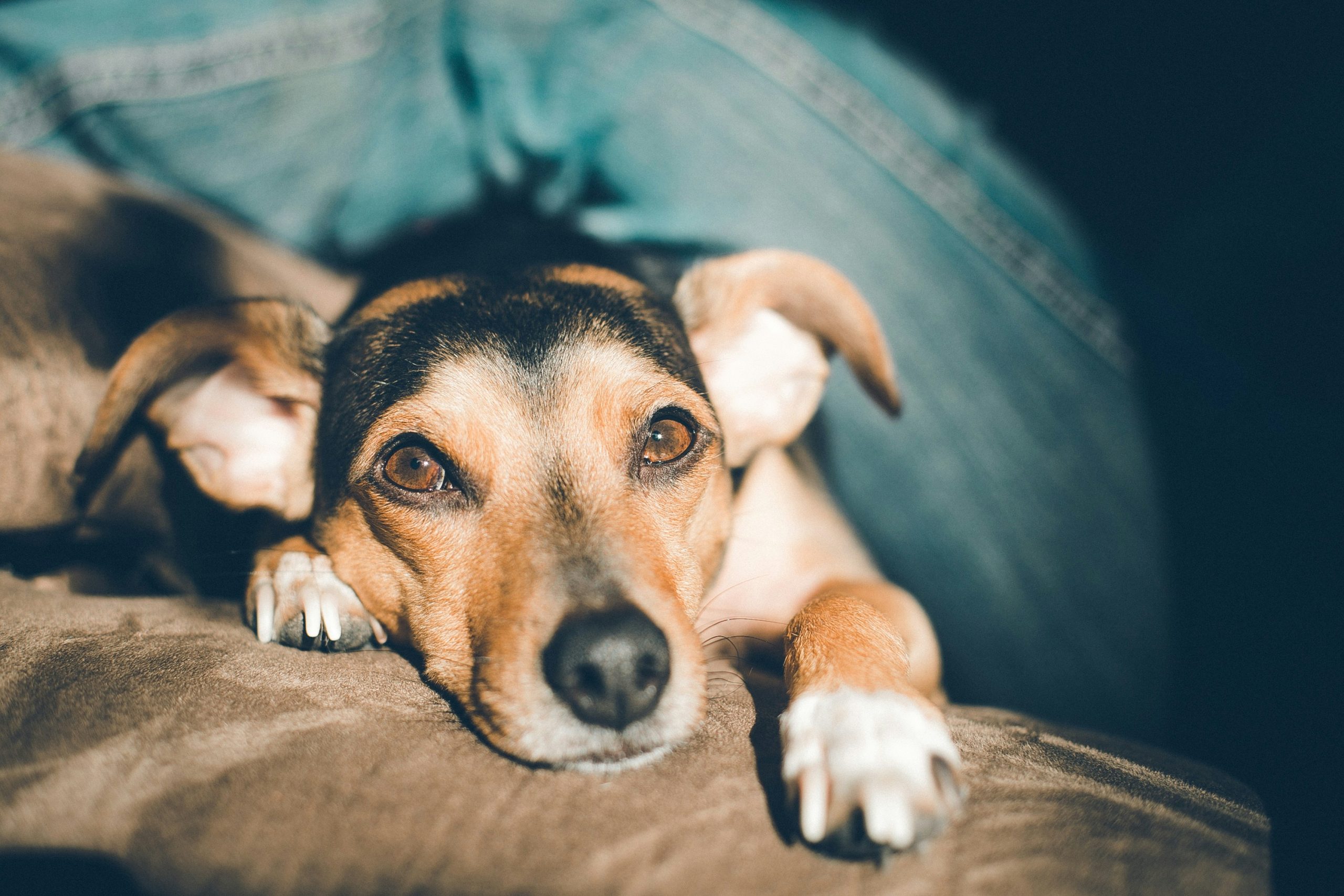 Online Vet Longmont CO