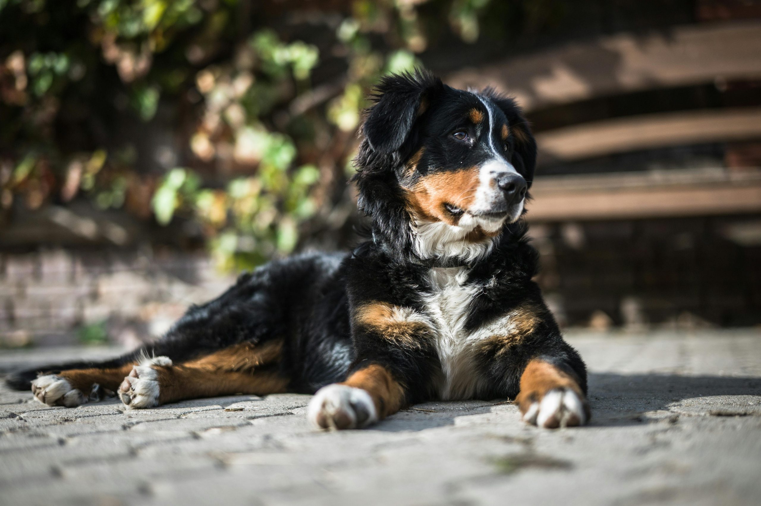 Online Vet Manchester NH