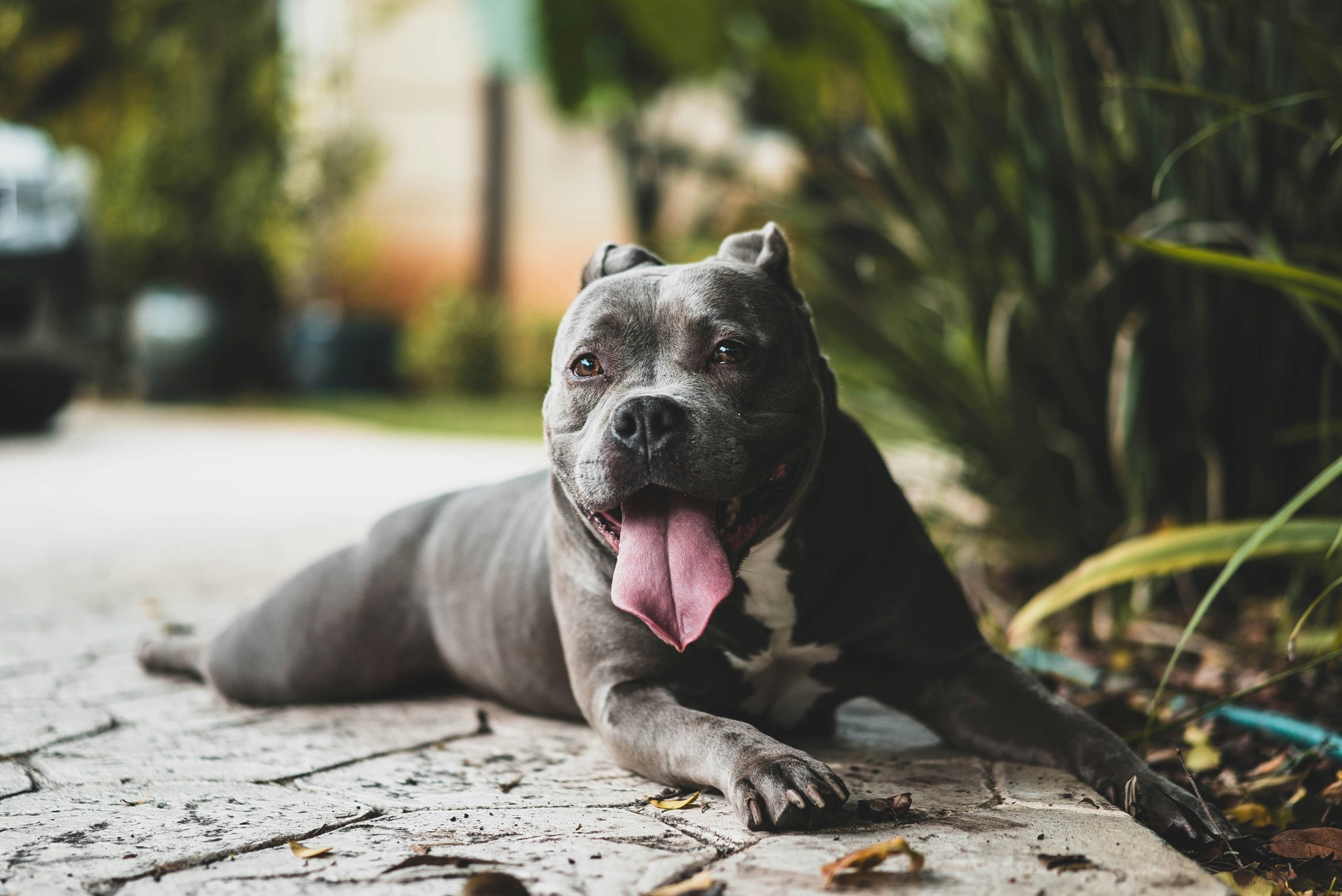 Online Vet Menifee CA