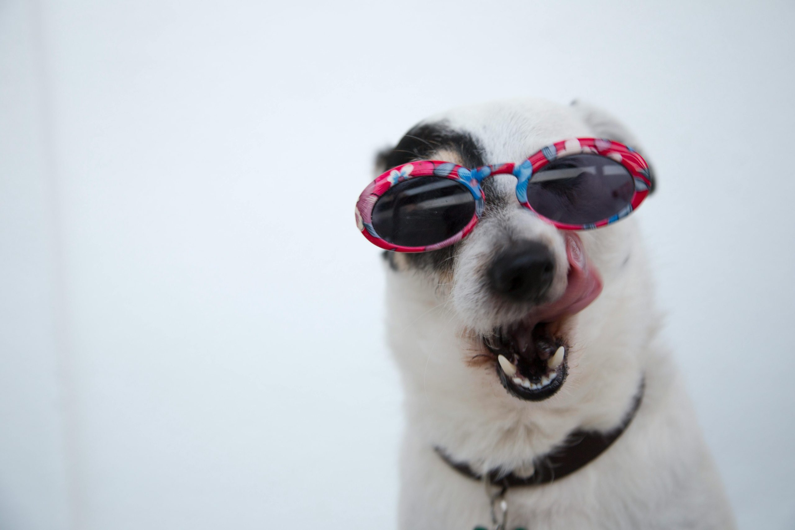 Online Vet Menifee CA