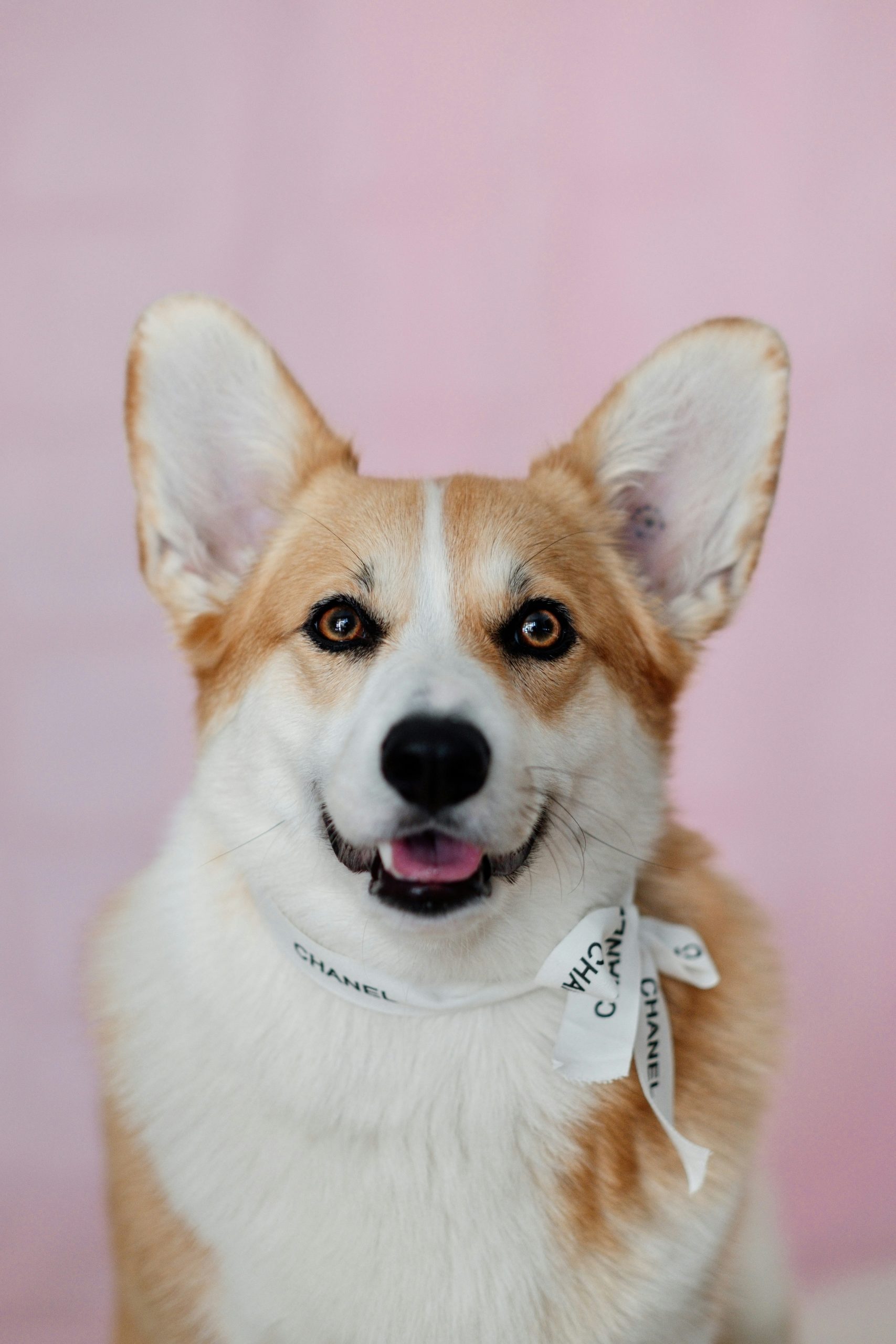 Online Vet Meridian ID