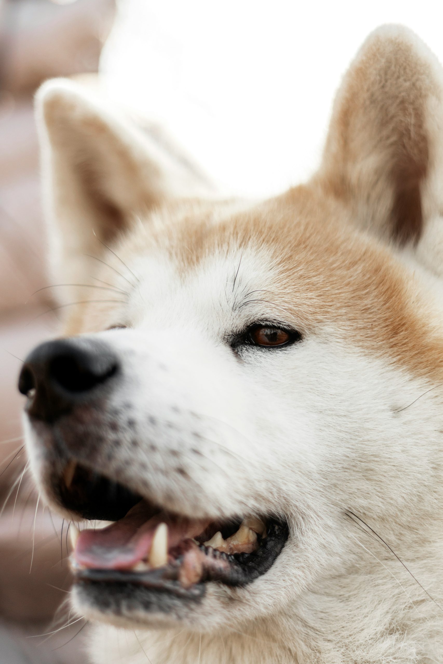 Online Vet Miami Gardens FL