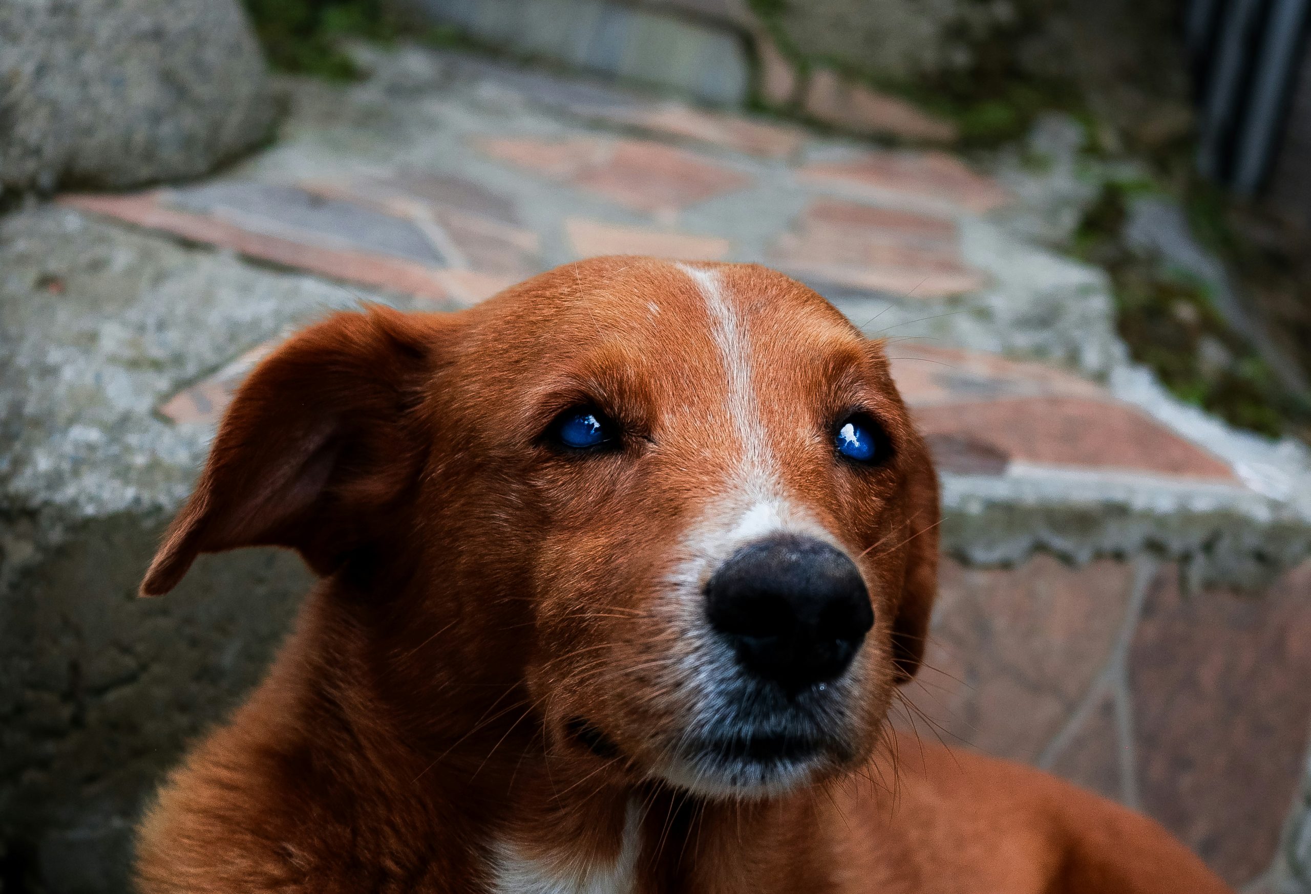 Online Vet Miami Gardens FL