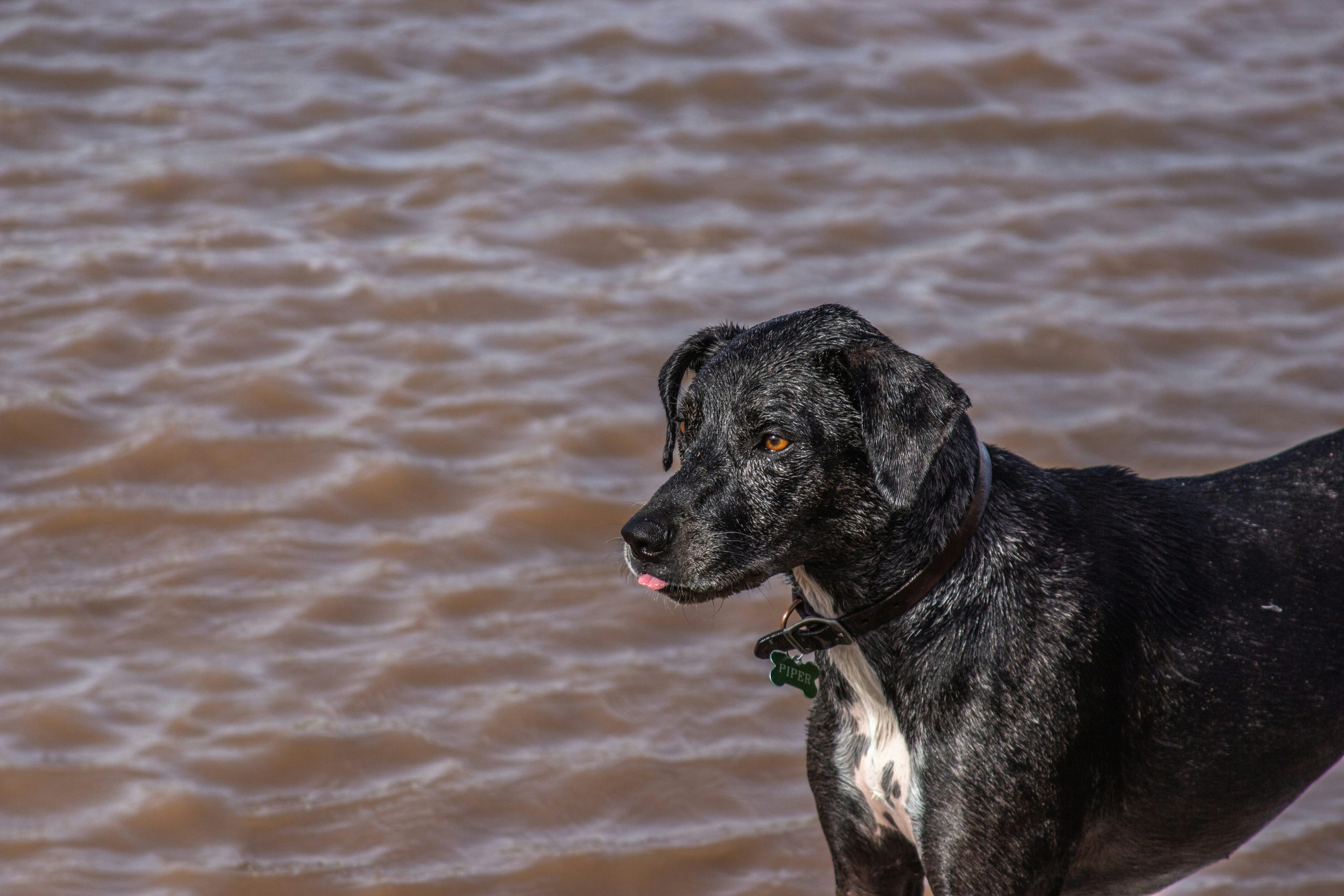 Online Vet Murrieta CA