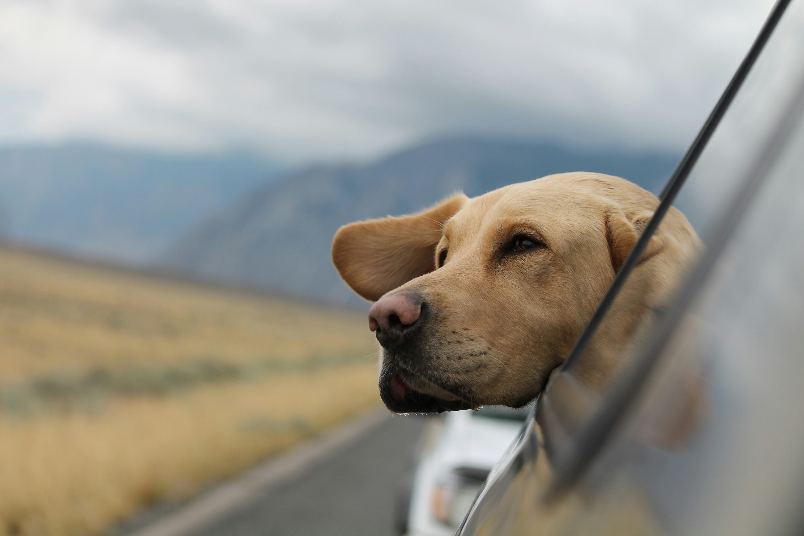 Online Vet Nampa ID