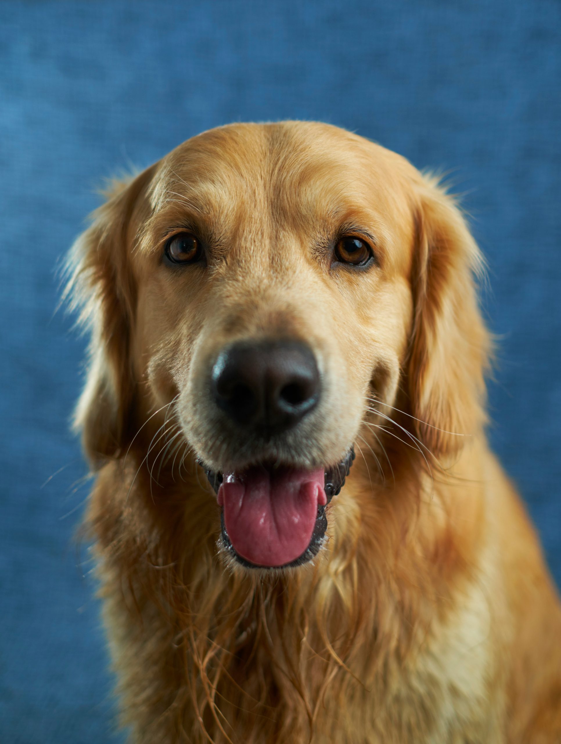 Online Vet Nampa ID