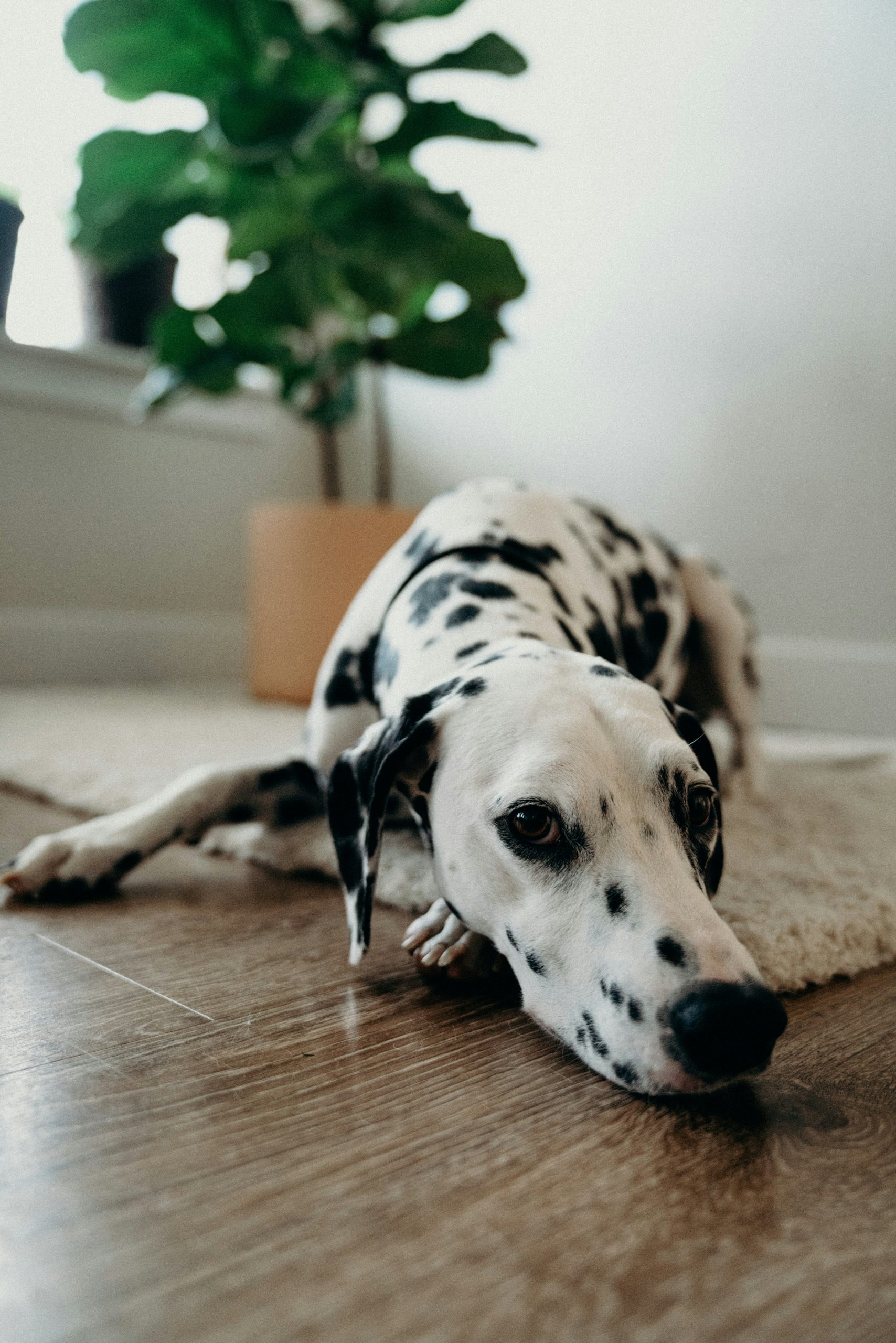 Online Vet New Bedford MA