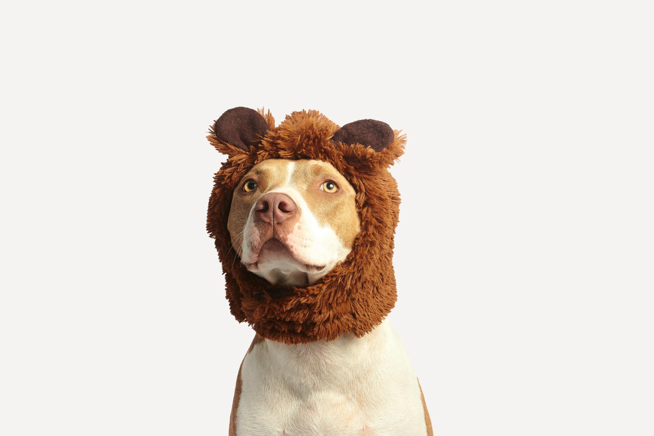 Online Vet North Charleston SC