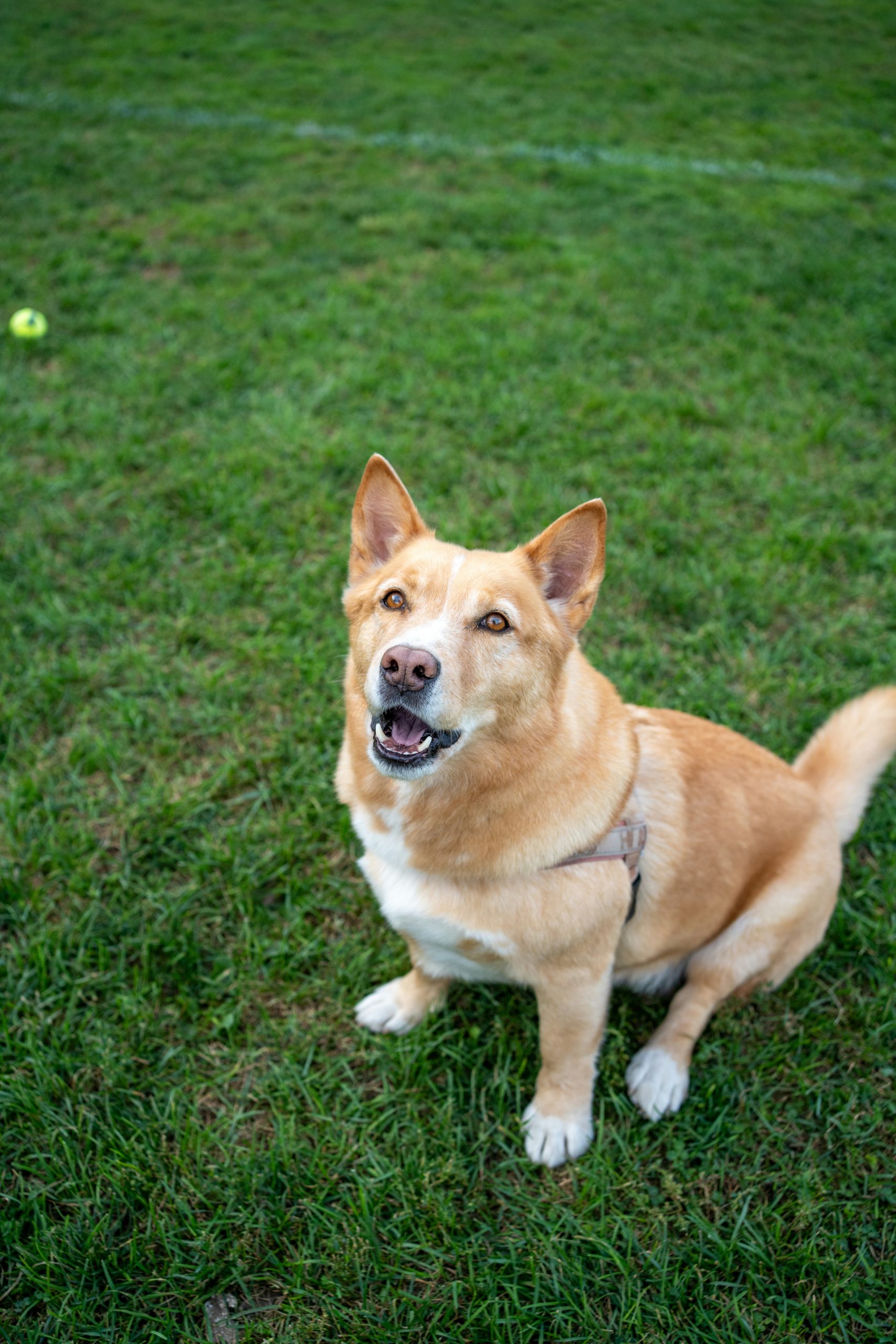 Online Vet North Charleston SC