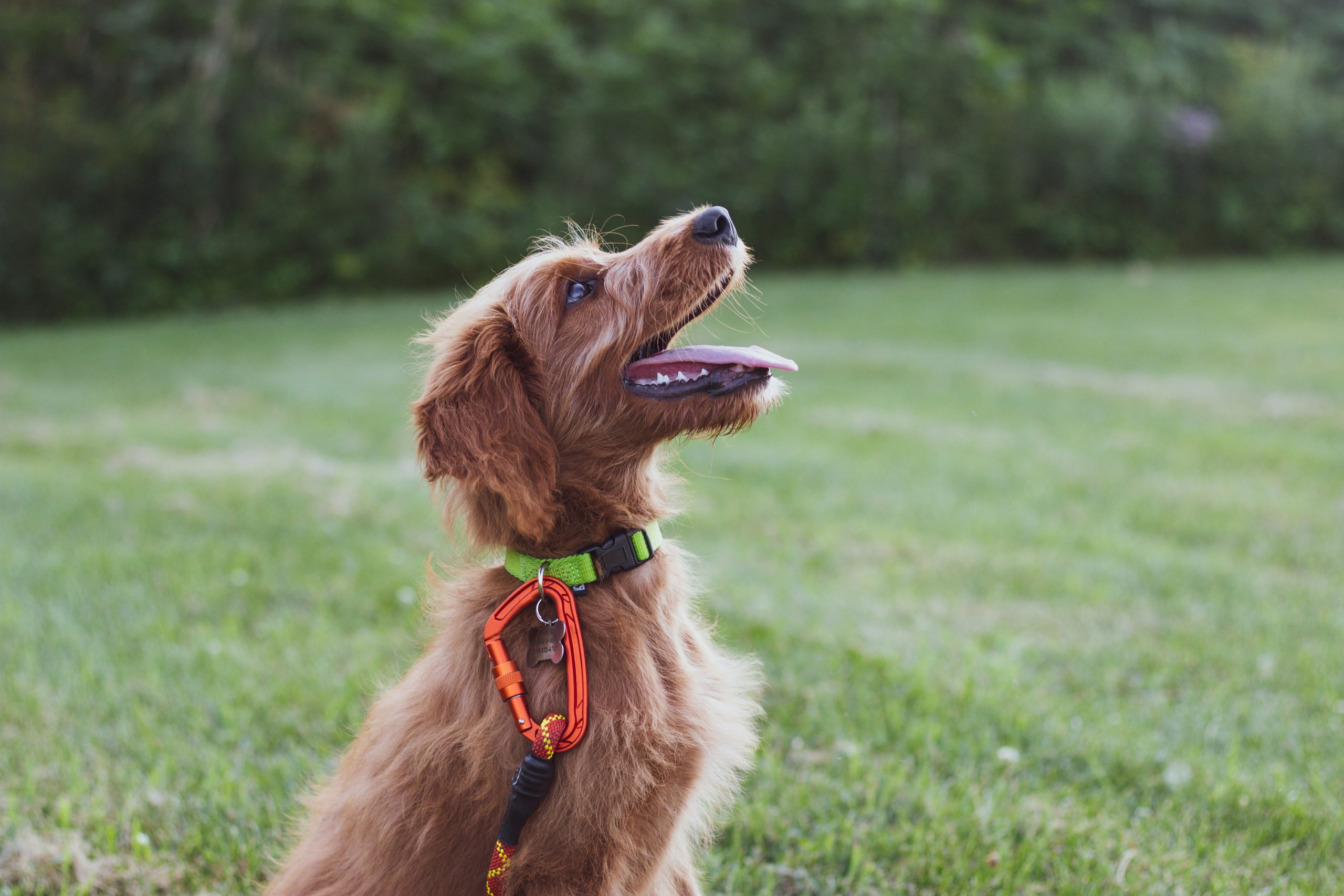 Online Vet Norwalk CA