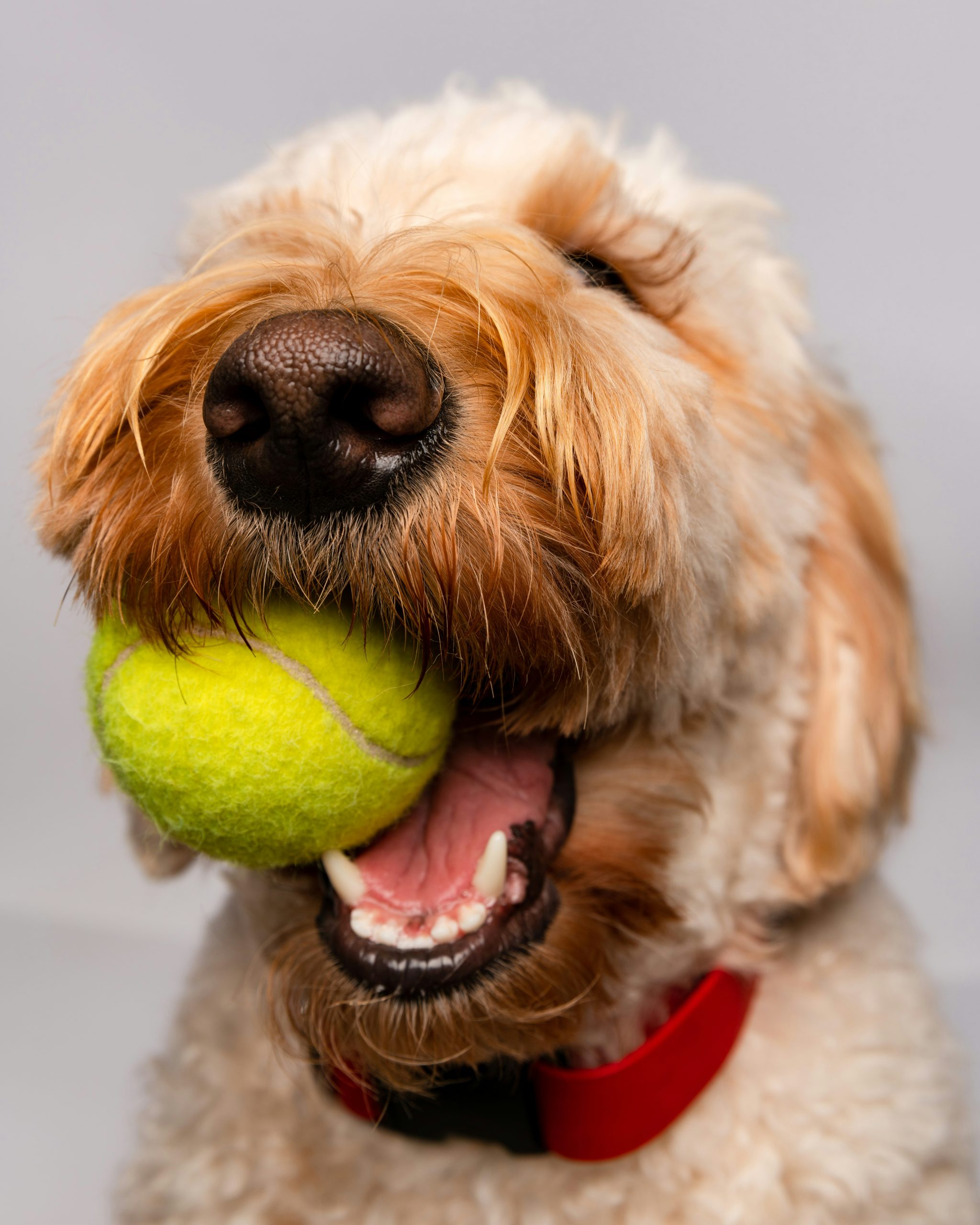Online Vet Norwalk CA