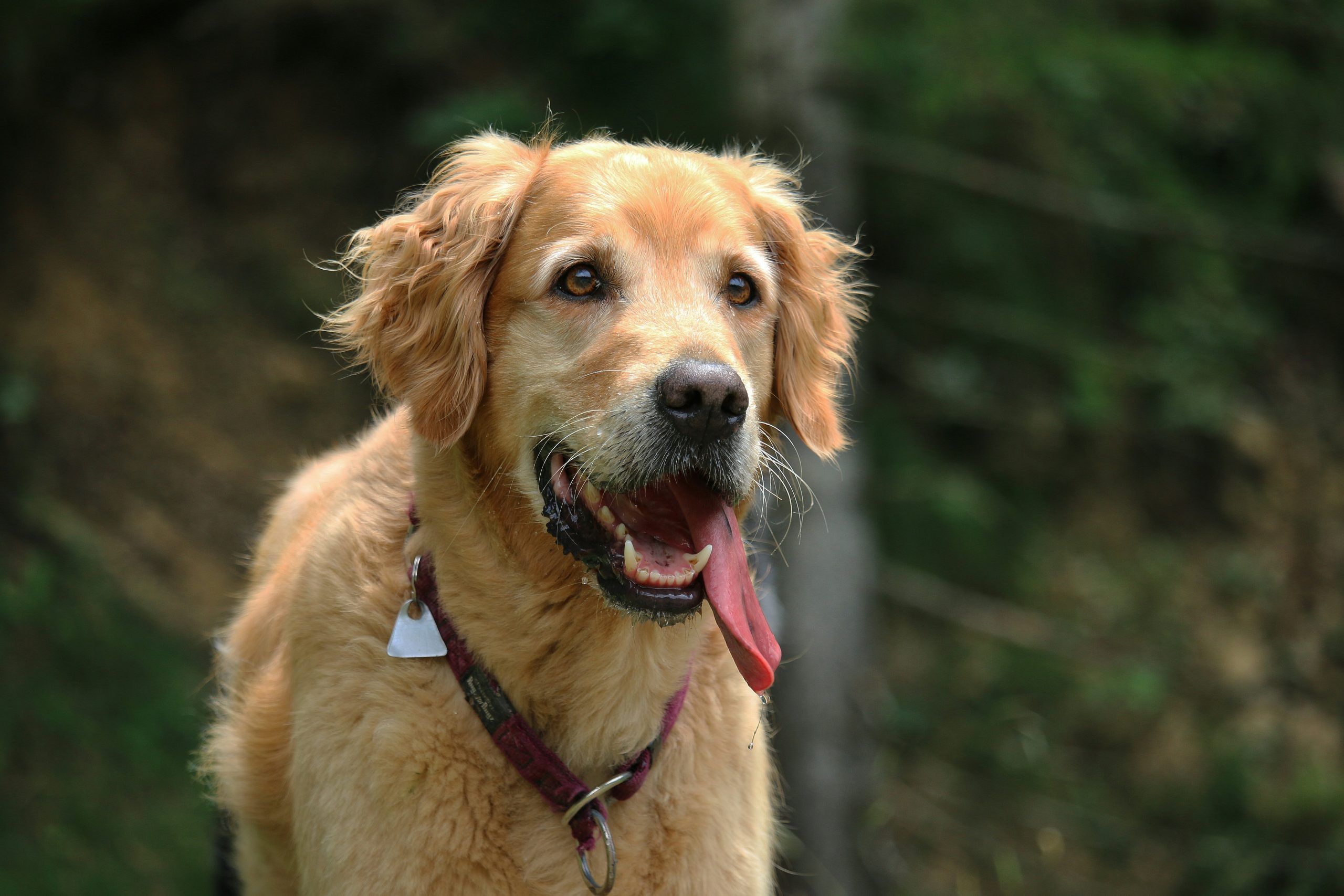 Online Vet Norwalk CA