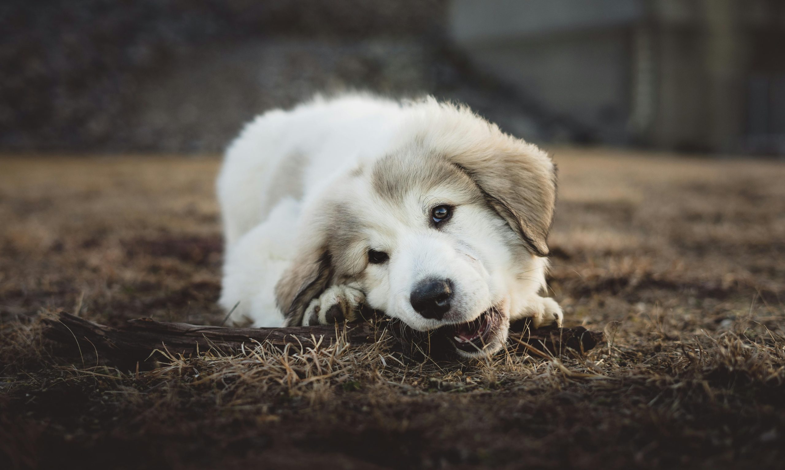 Online Vet Odessa TX
