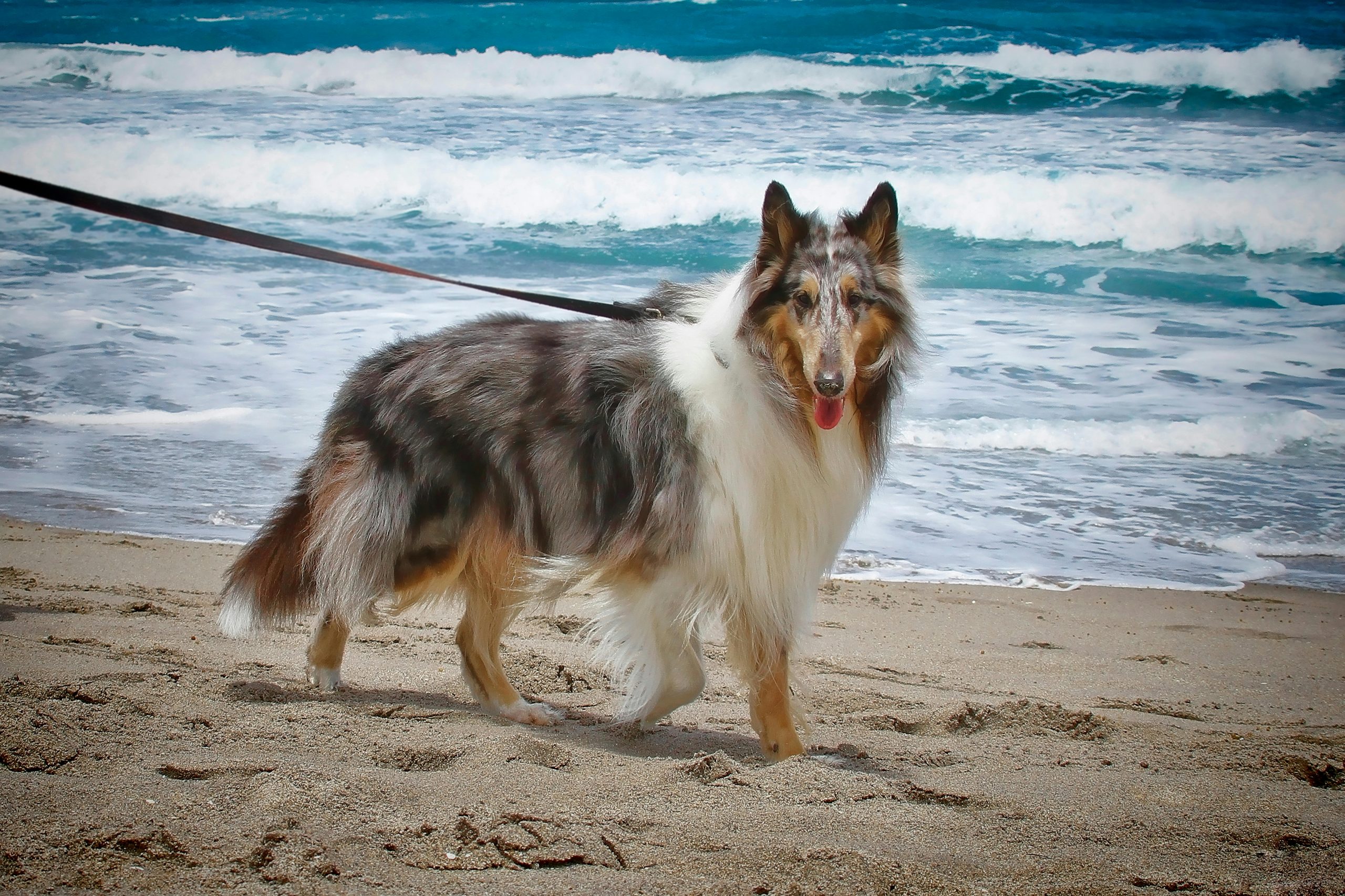Online Vet Odessa TX