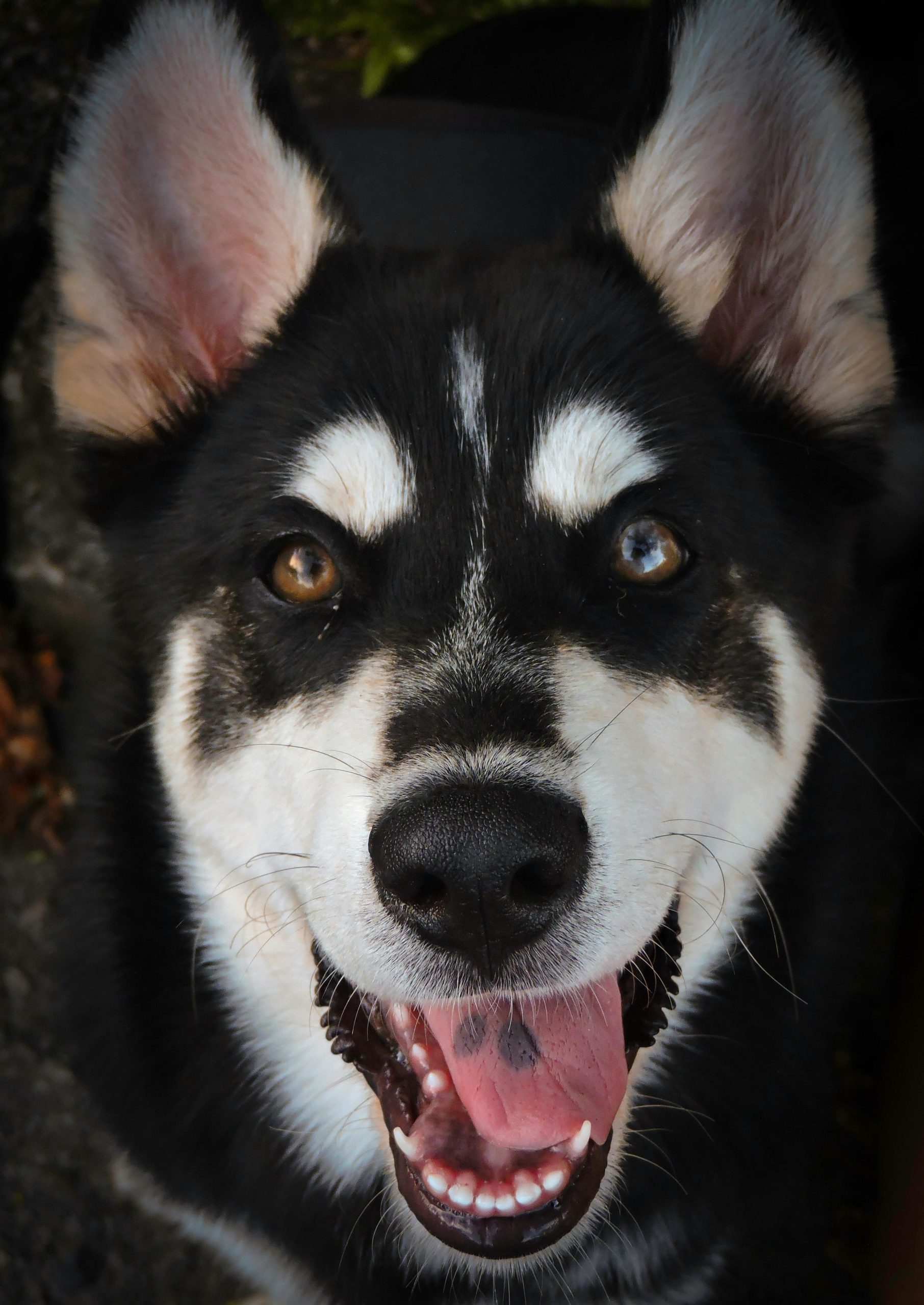Online Vet Odessa TX