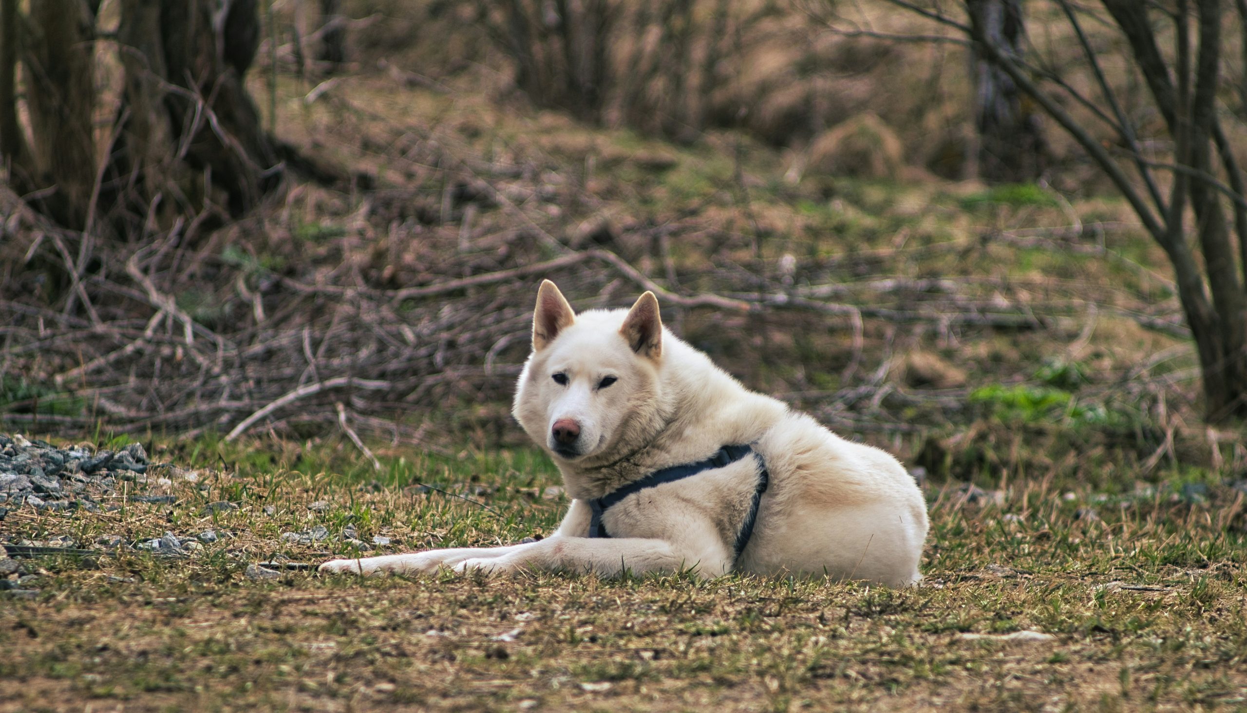 Online Vet Peoria IL