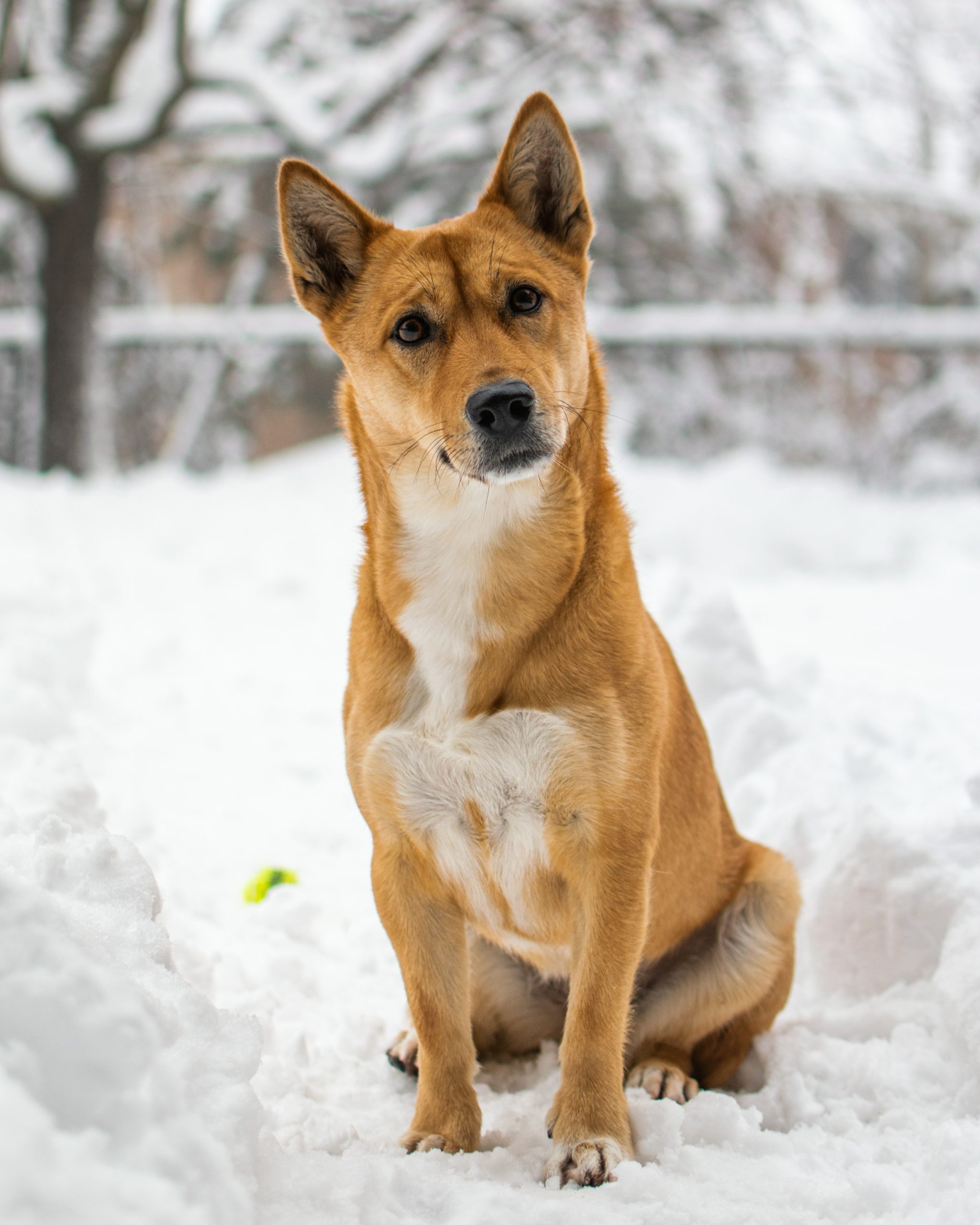 Online Vet Pompano Beach FL