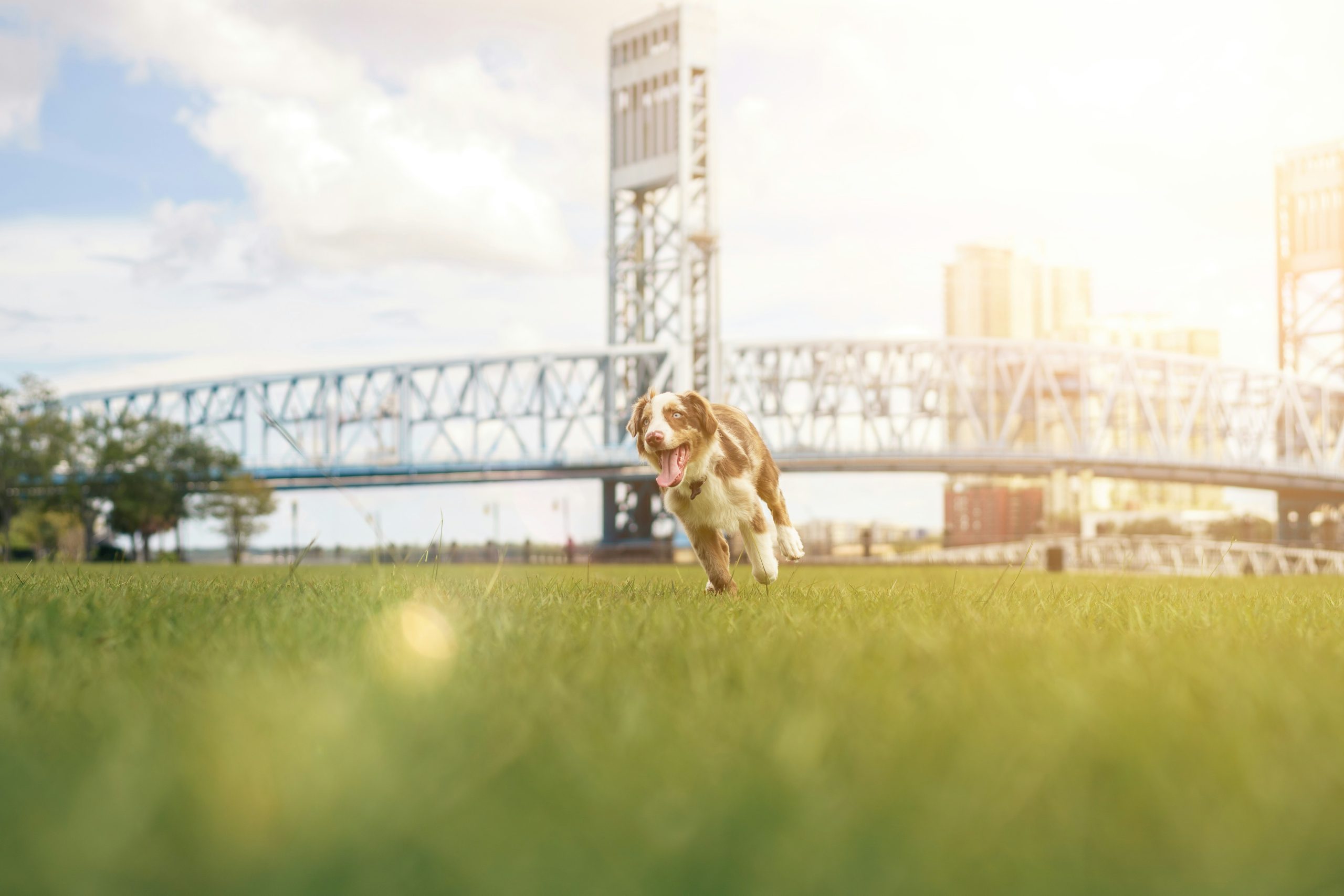 Online Vet Pompano Beach FL