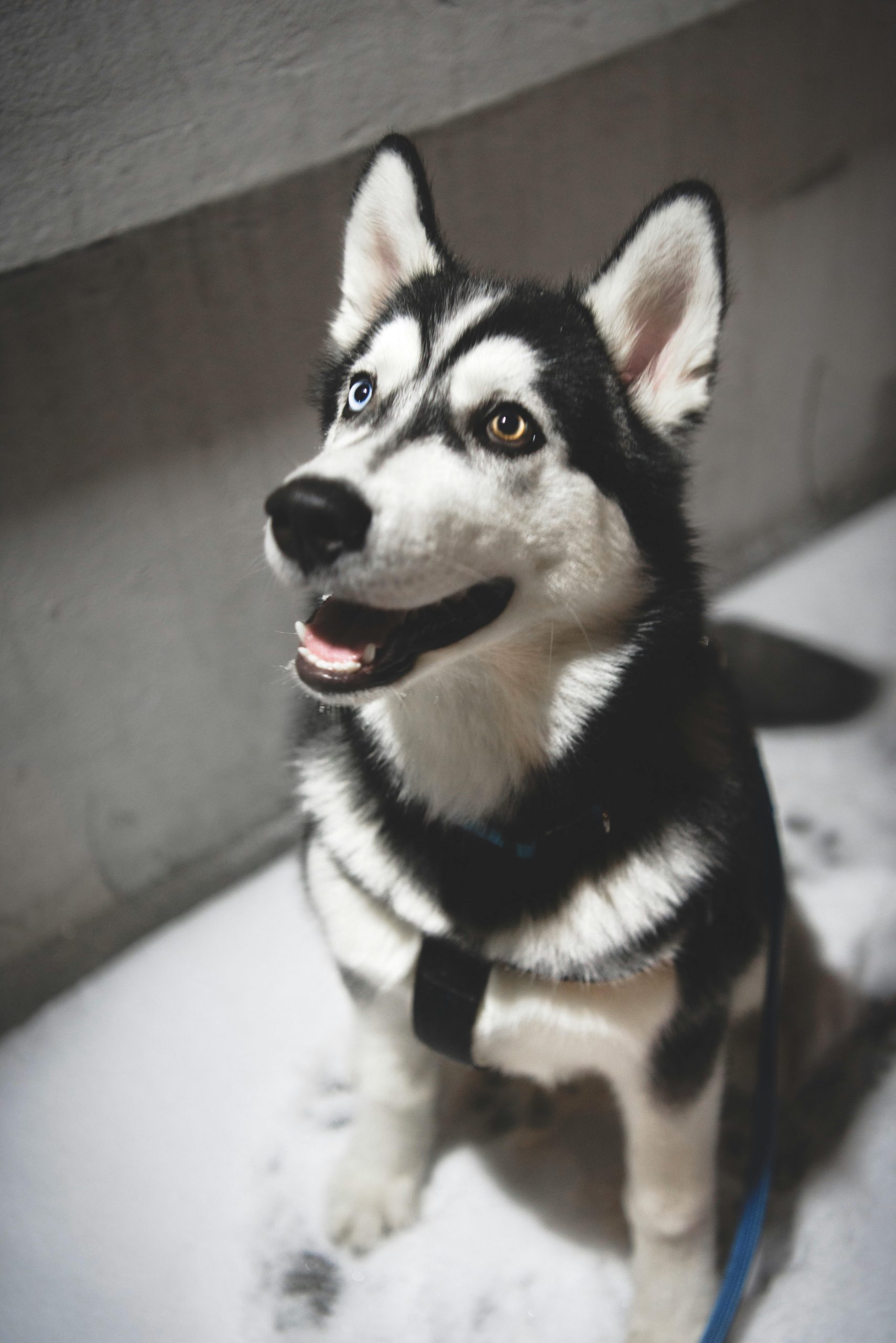 Online Vet Provo UT