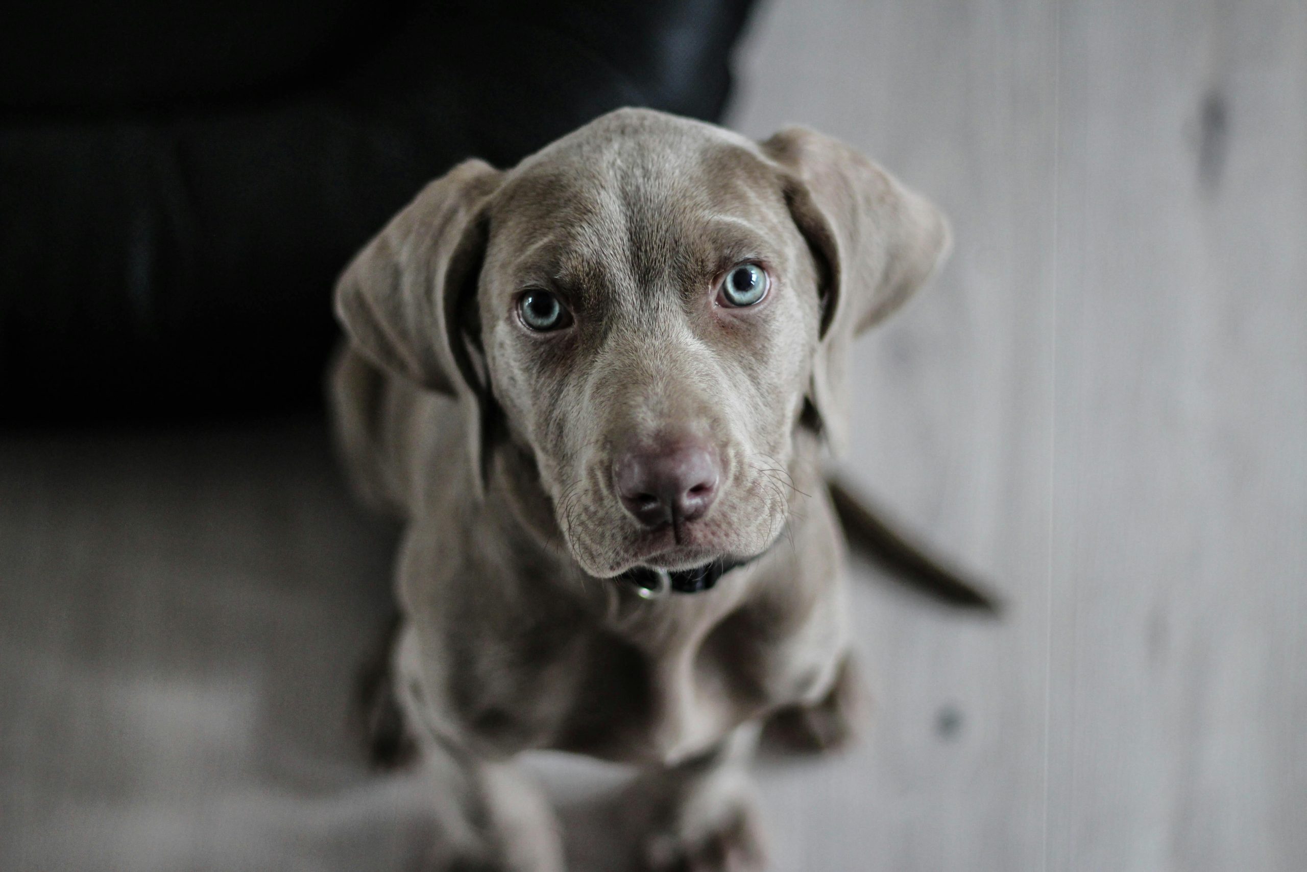 Online Vet Provo UT