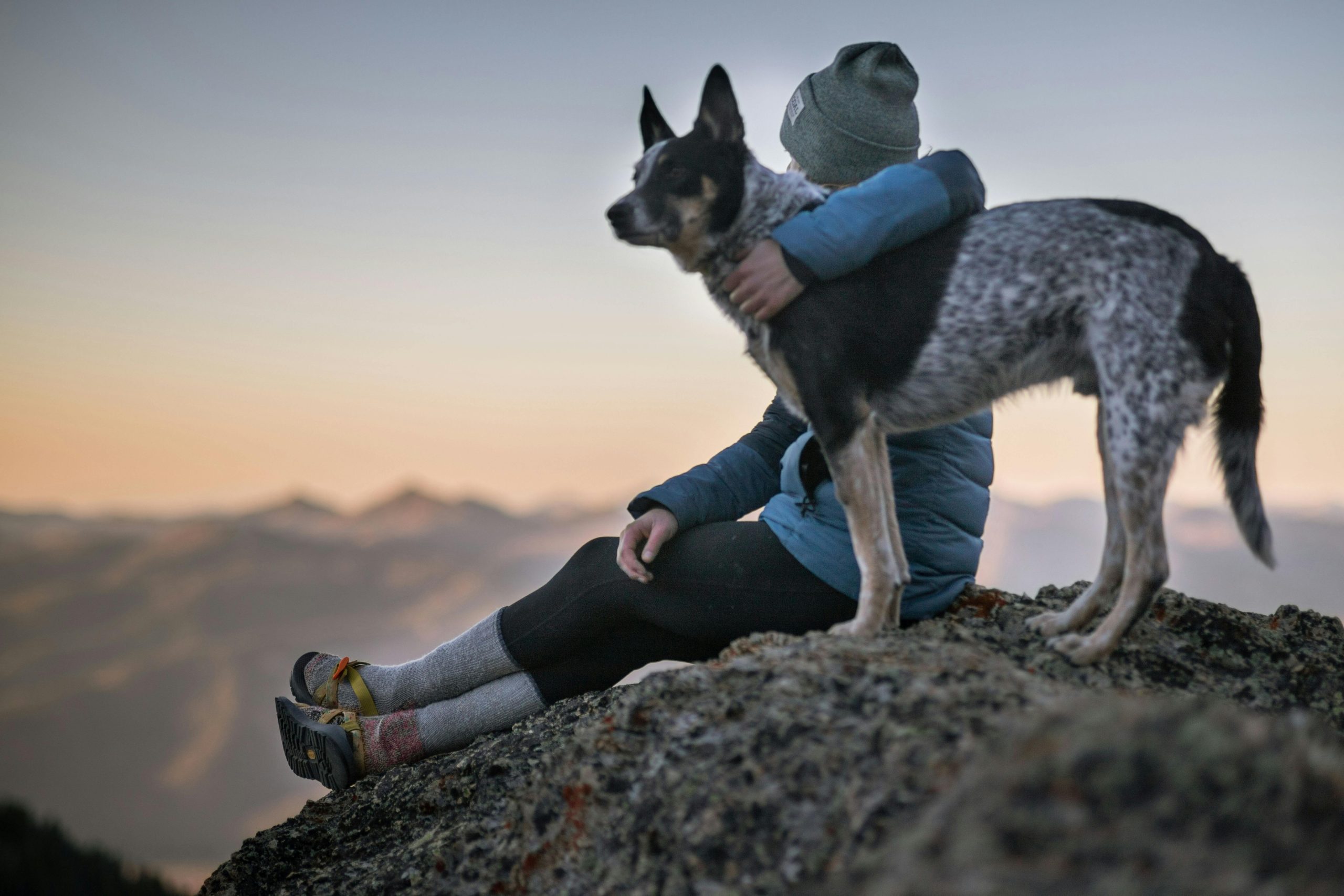 Online Vet Pueblo CO