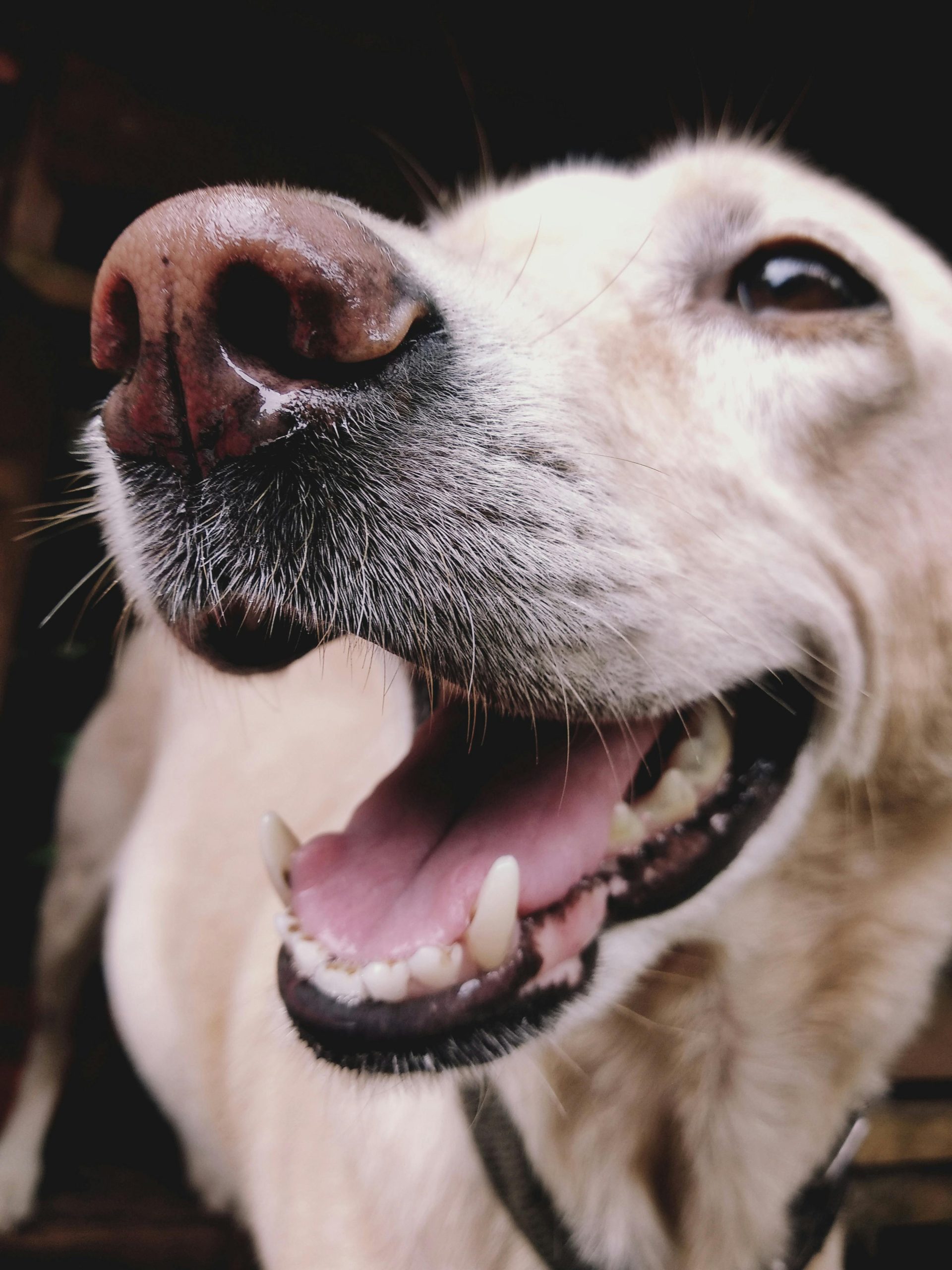Online Vet Pueblo CO