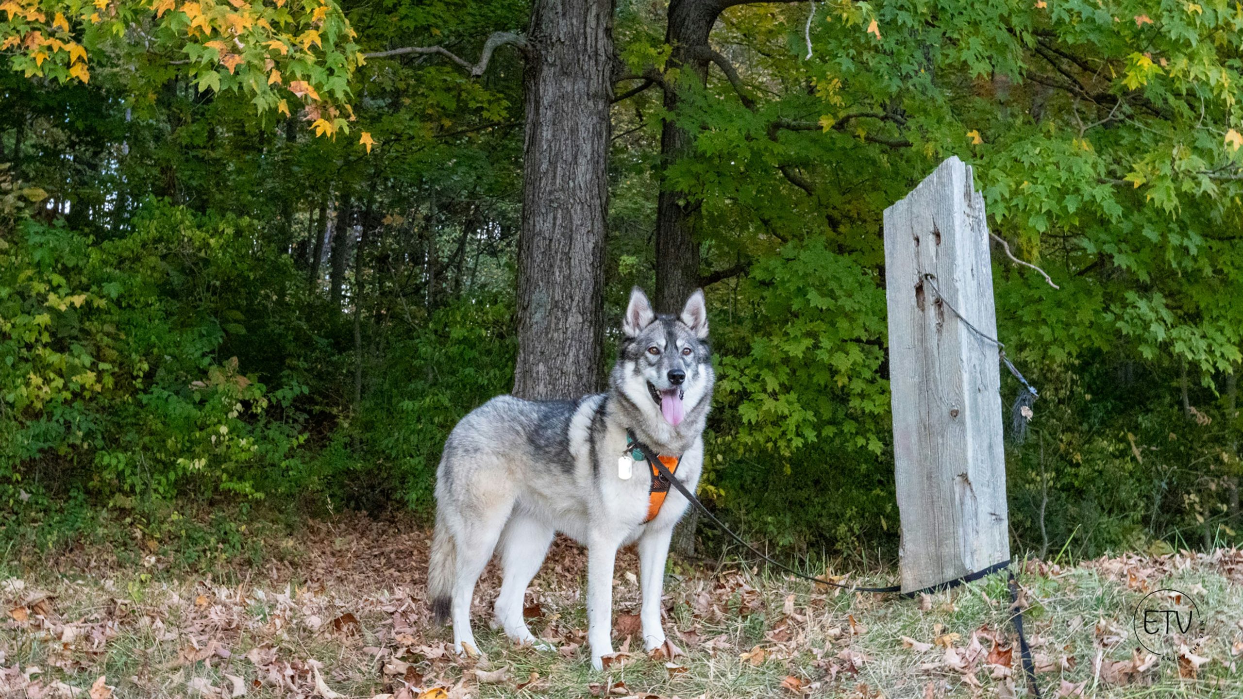 Online Vet Pueblo CO