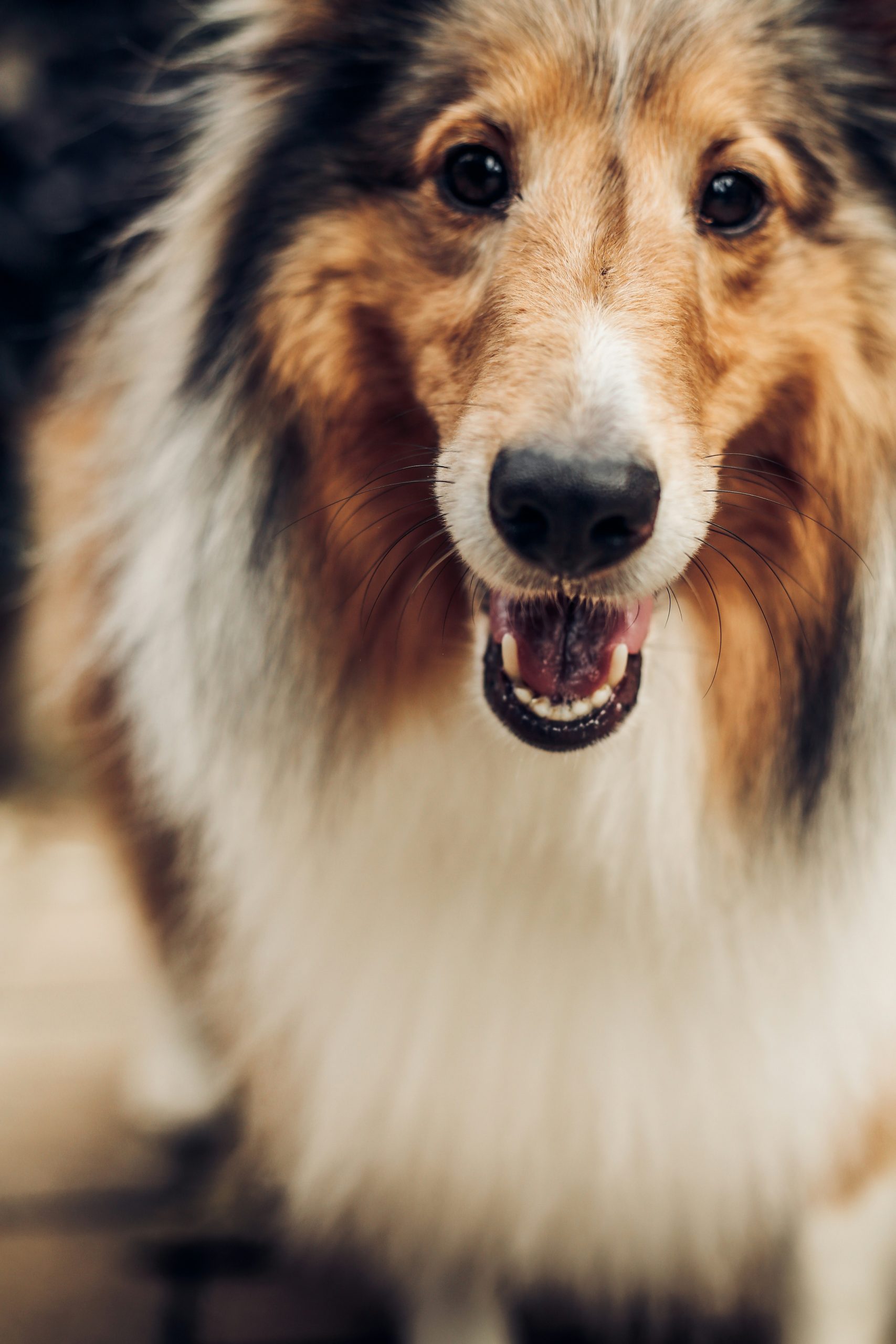 Online Vet Quincy MA