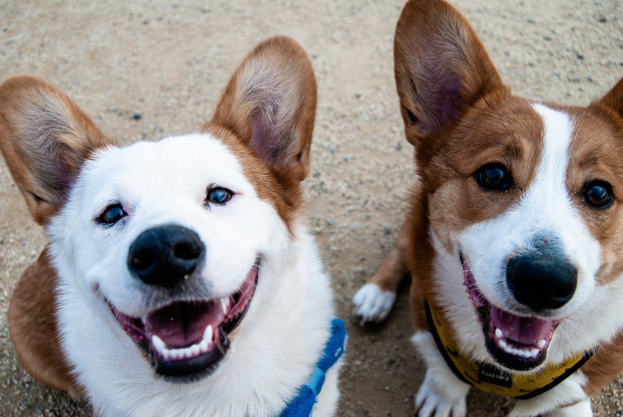 Online Vet Quincy MA