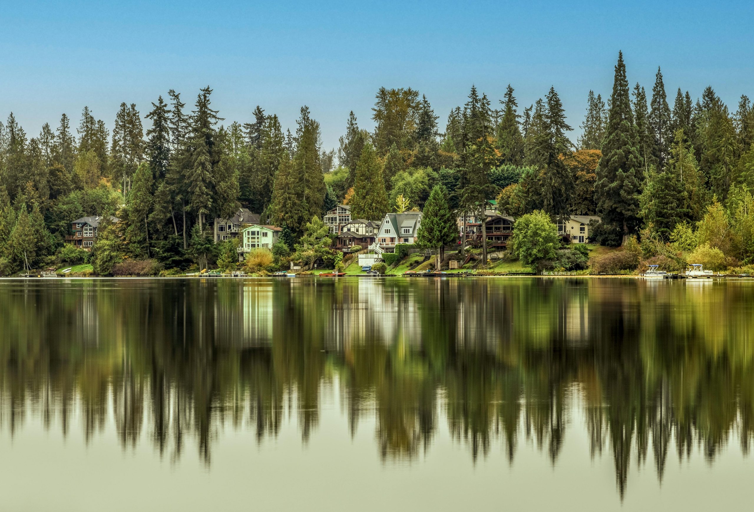Online Vet Renton WA