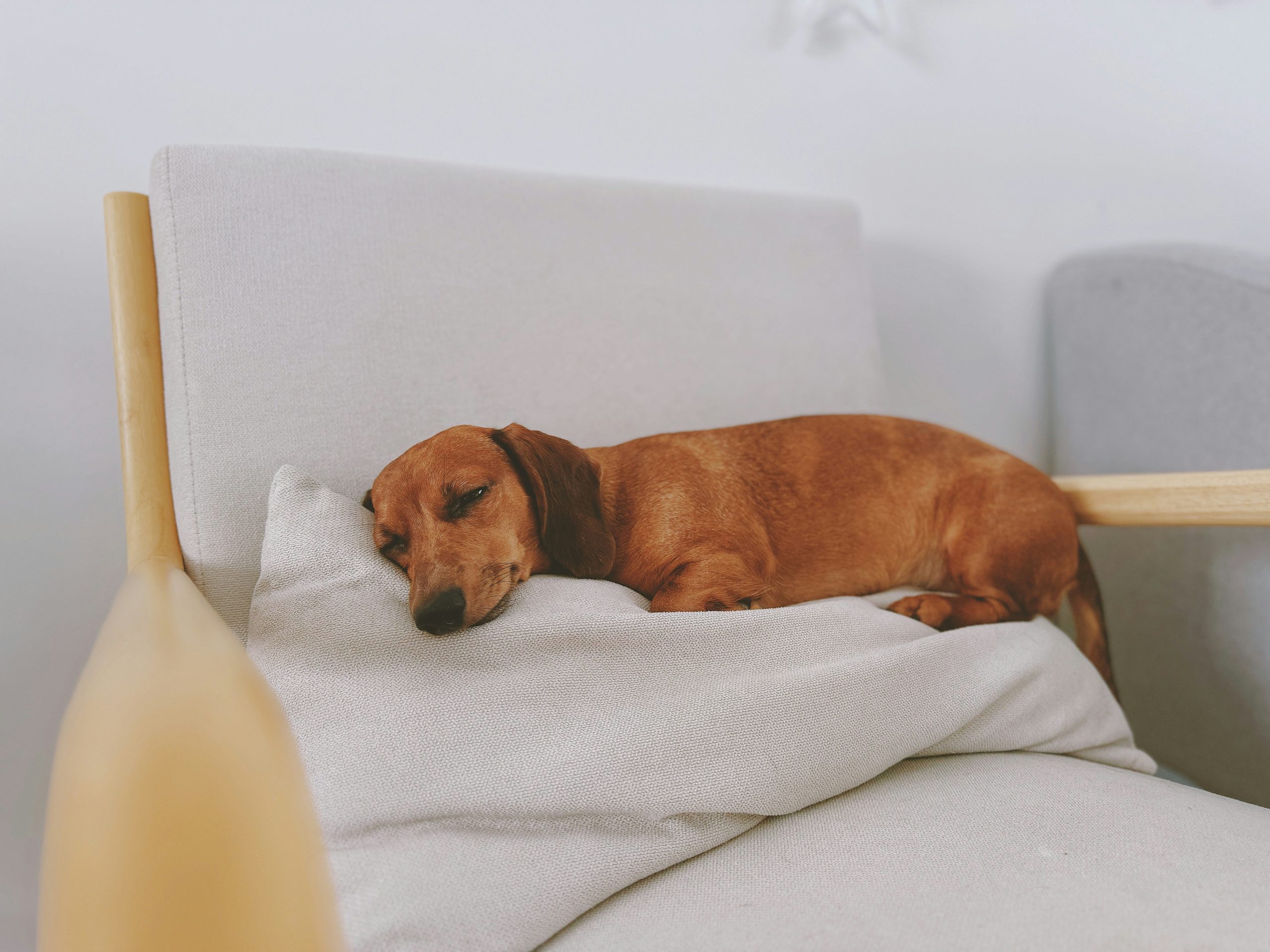 Online Vet Richardson TX