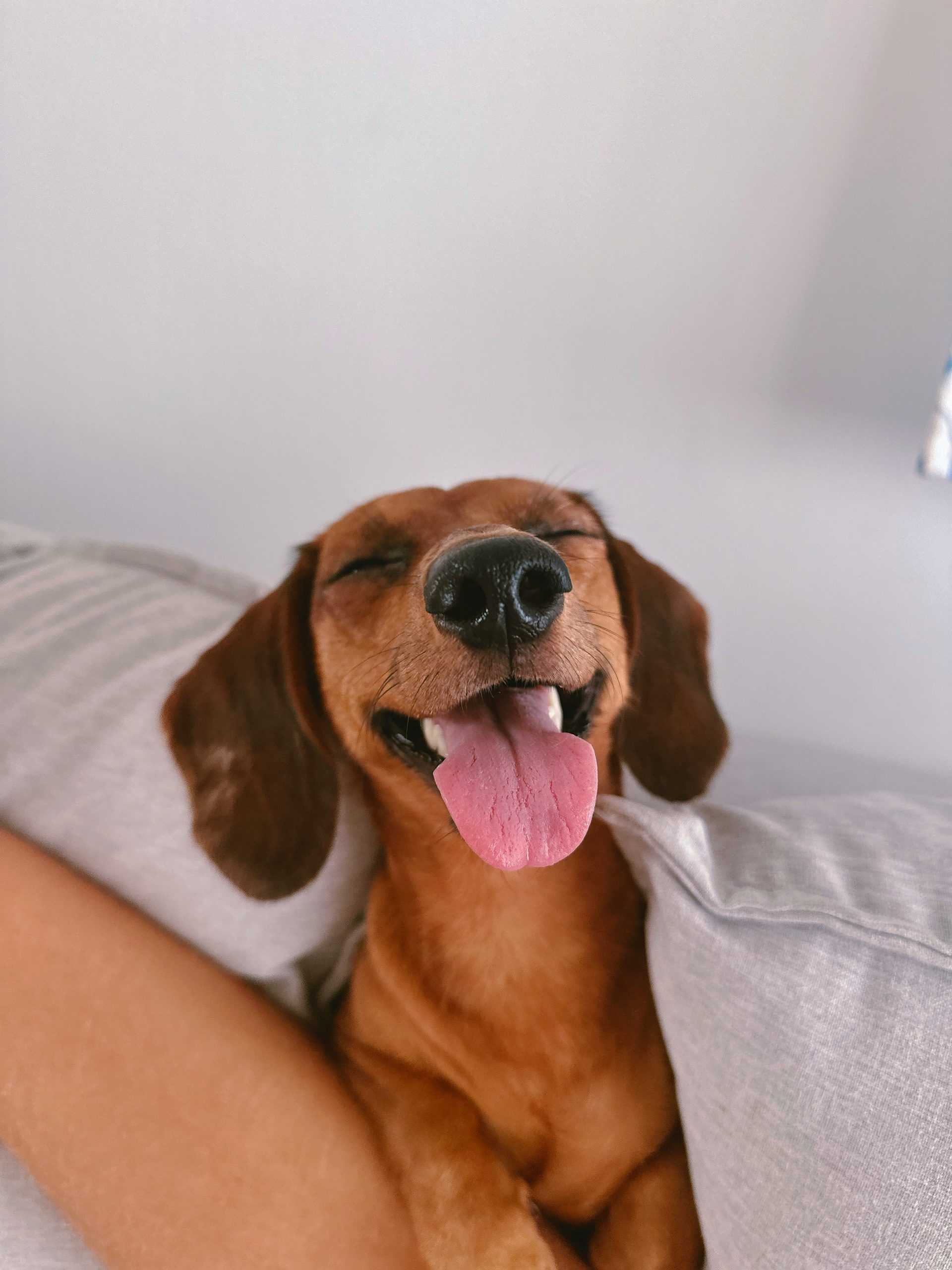 Online Vet Richardson TX