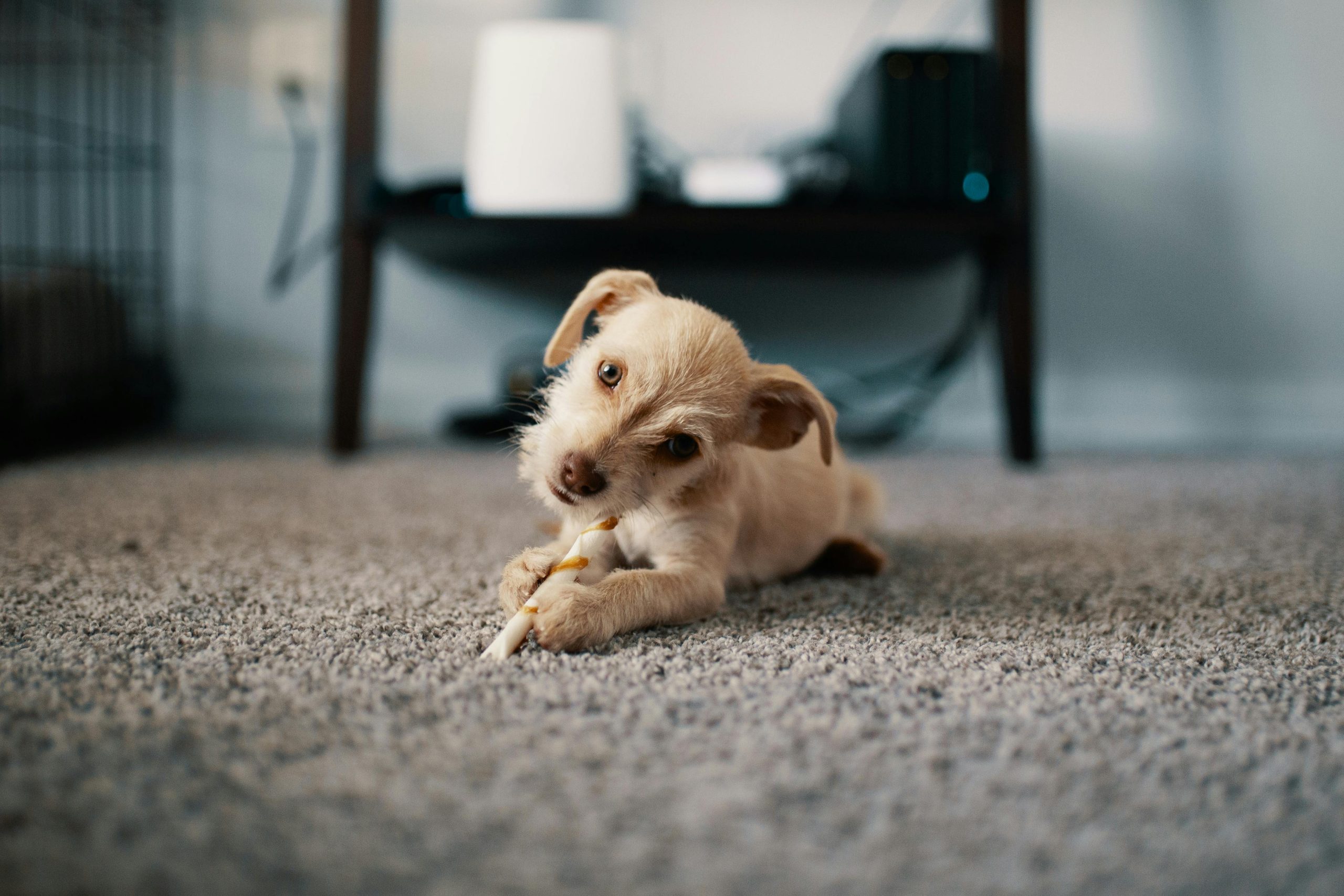 Online Vet Richardson TX