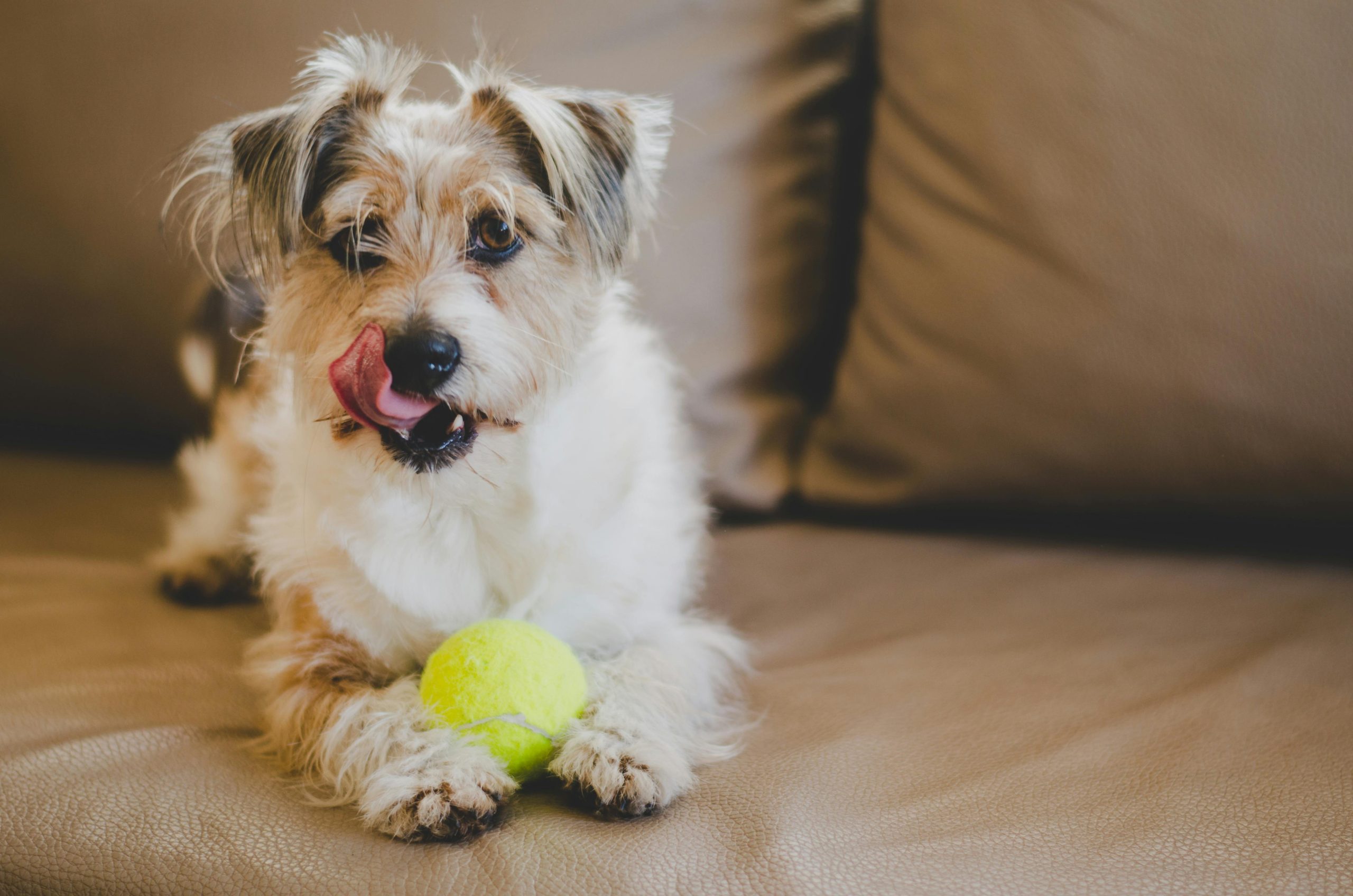 Online Vet Richmond CA