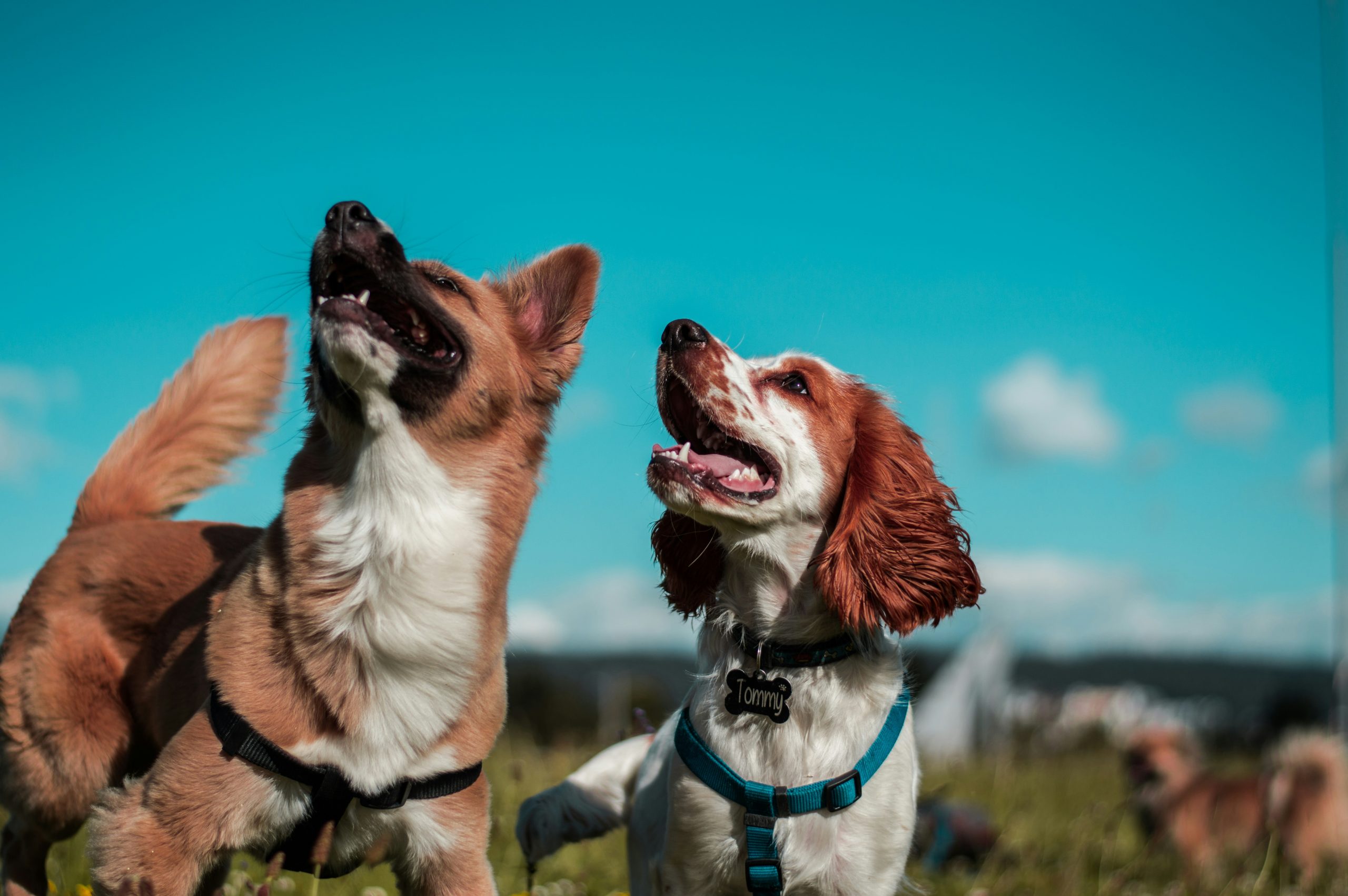 Online Vet San Mateo CA