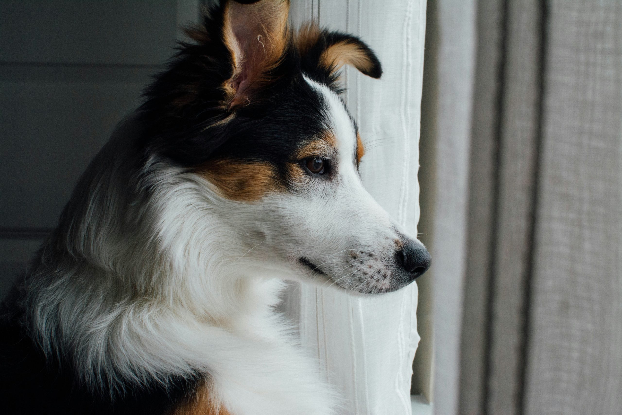 Online Vet San Mateo CA