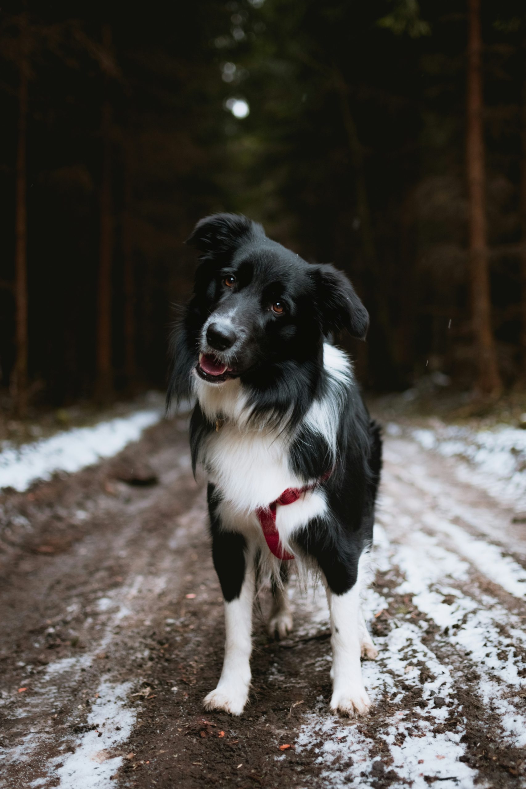 Online Vet San Mateo CA