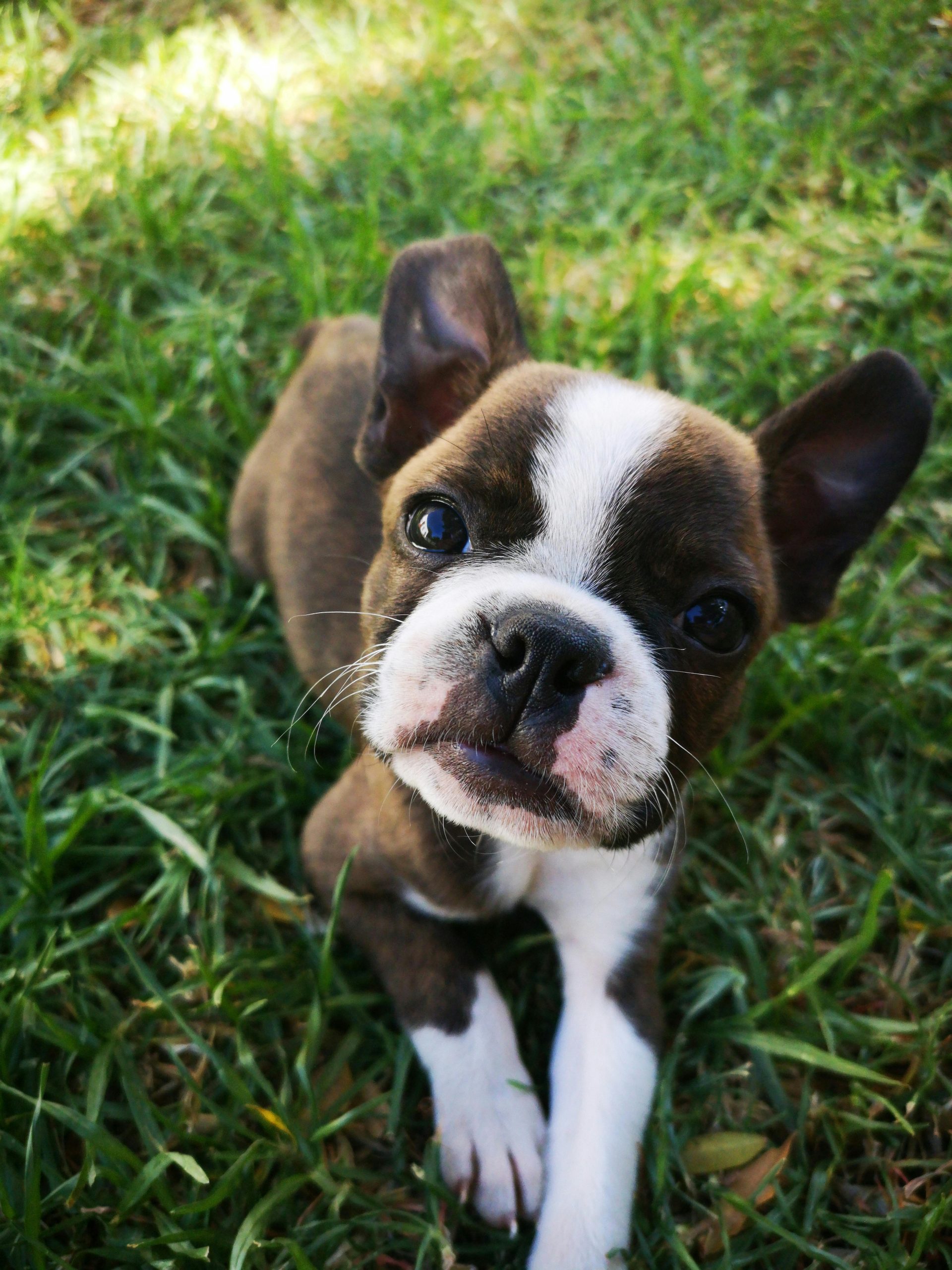 Online Vet Santa Maria CA