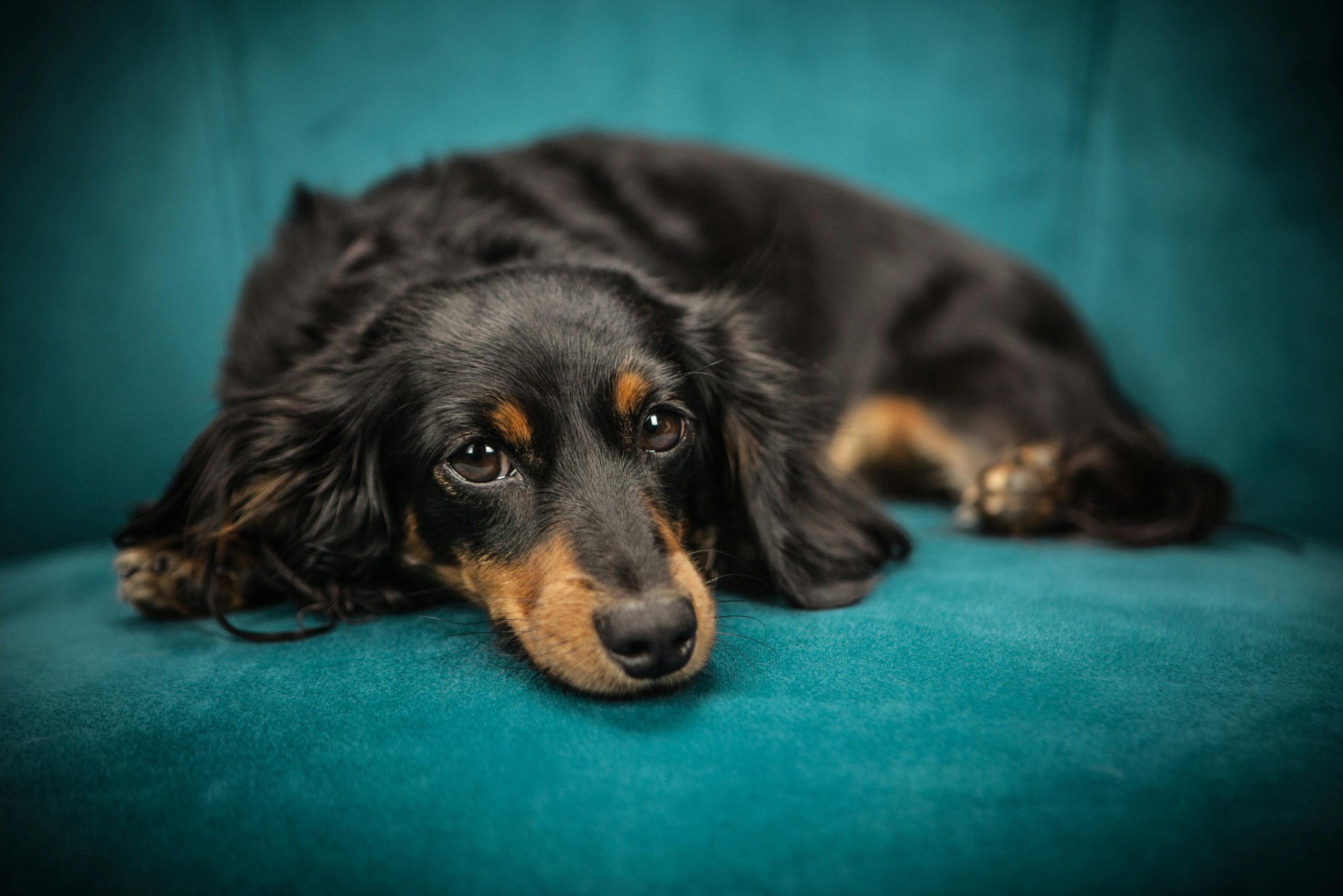 Online Vet Santa Maria CA