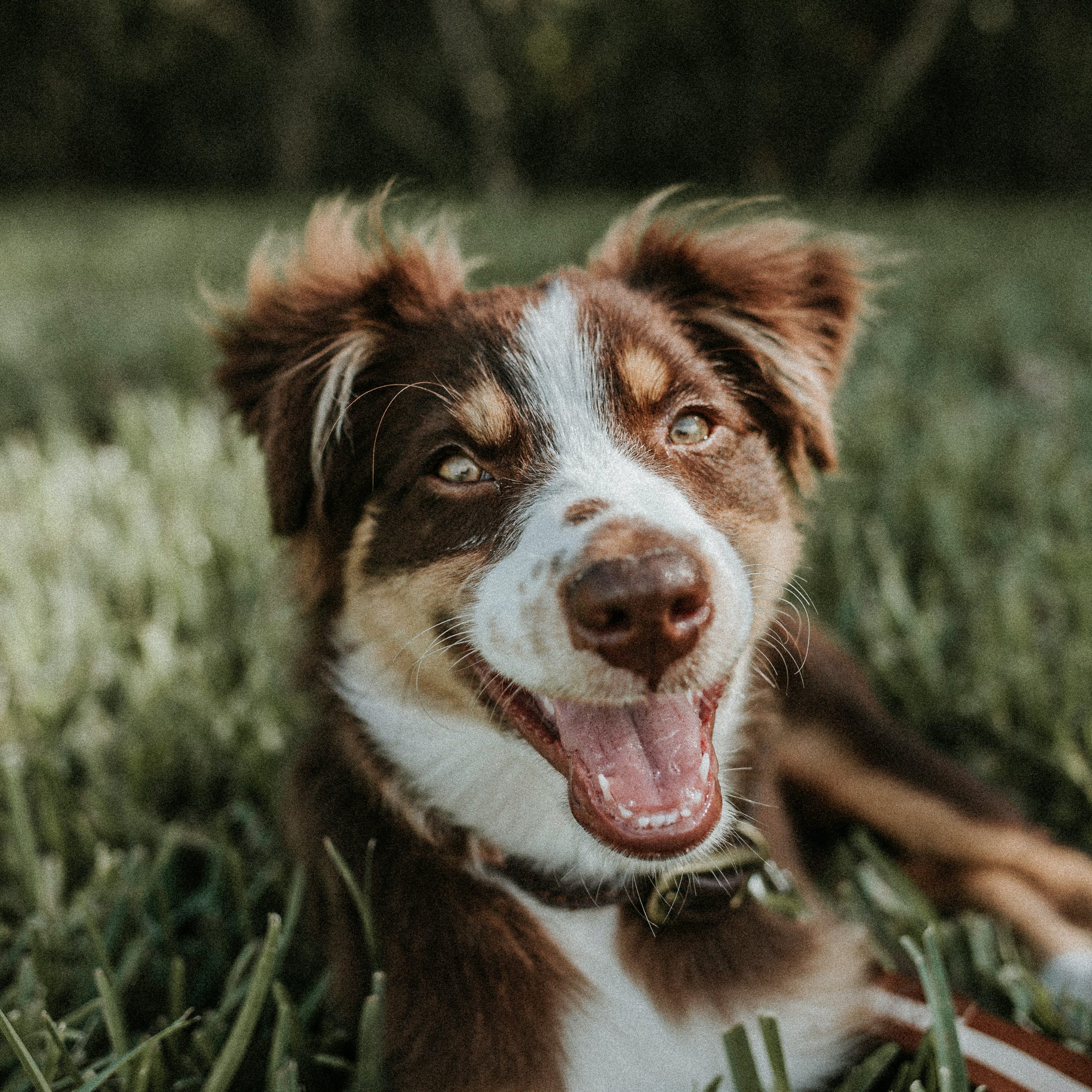 Online Vet South Bend IN