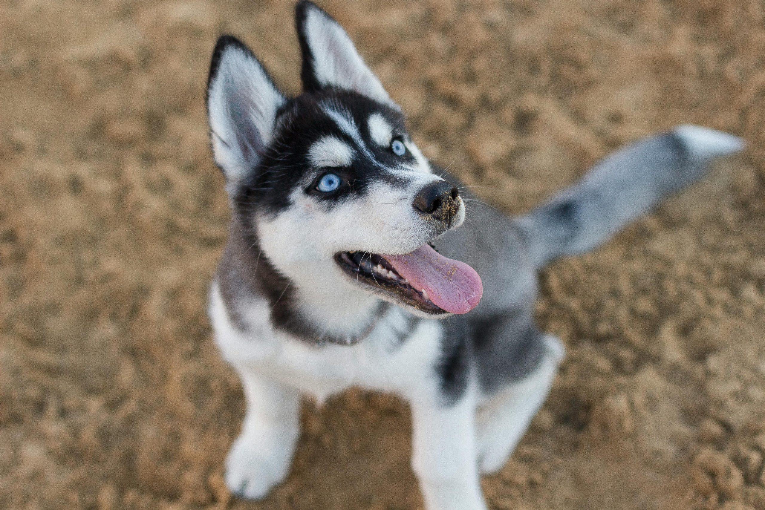 Online Vet South Fulton GA