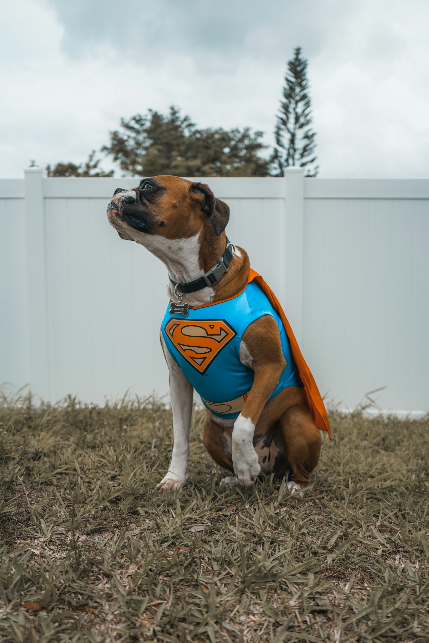 Online Vet Spokane Valley WA