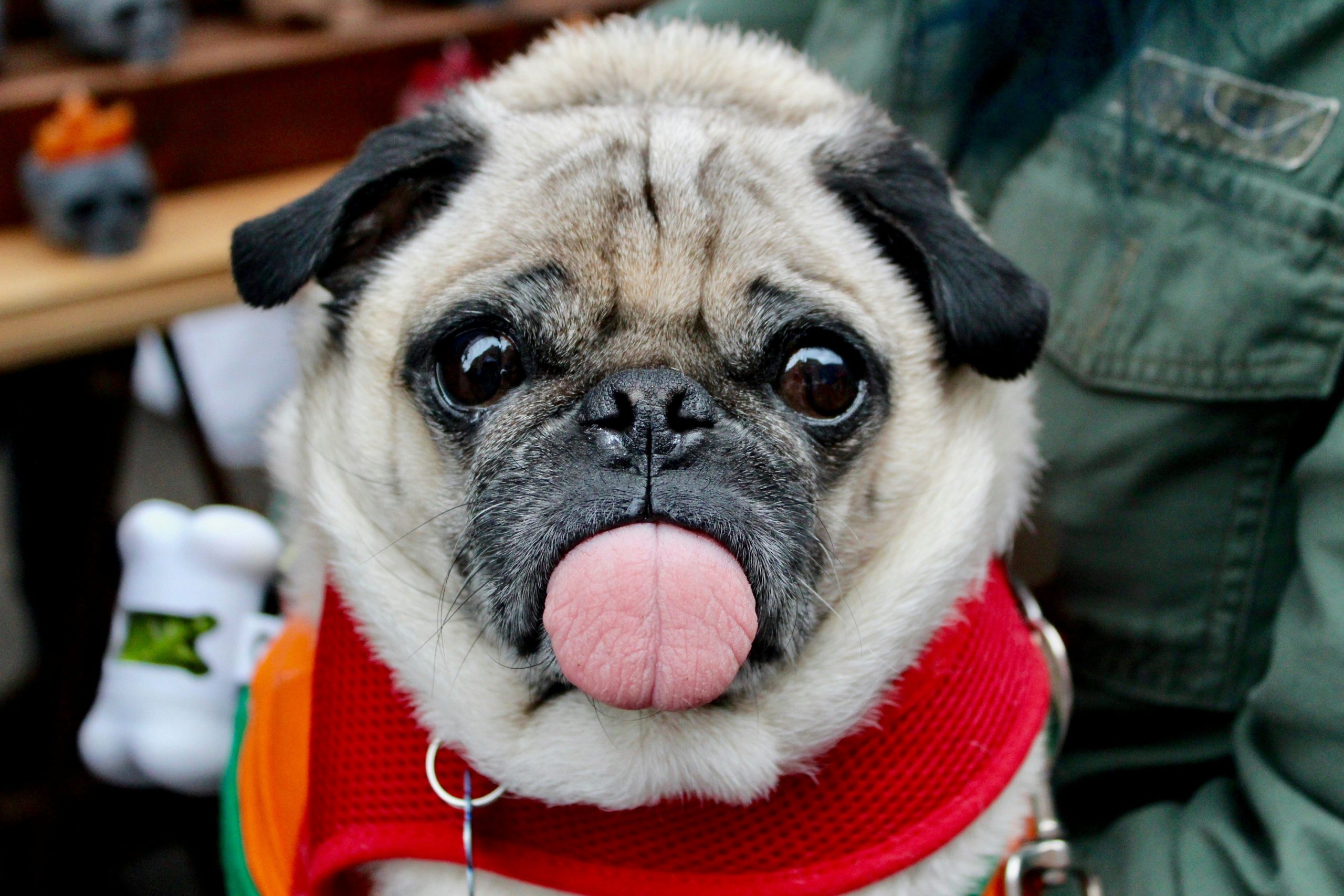 Online Vet Spokane Valley WA