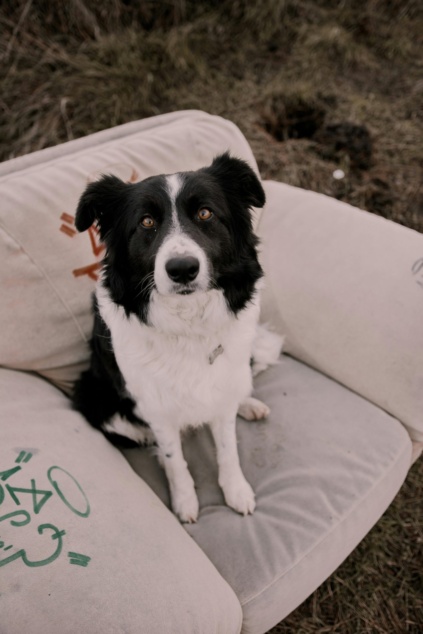 Online Vet Springfield IL