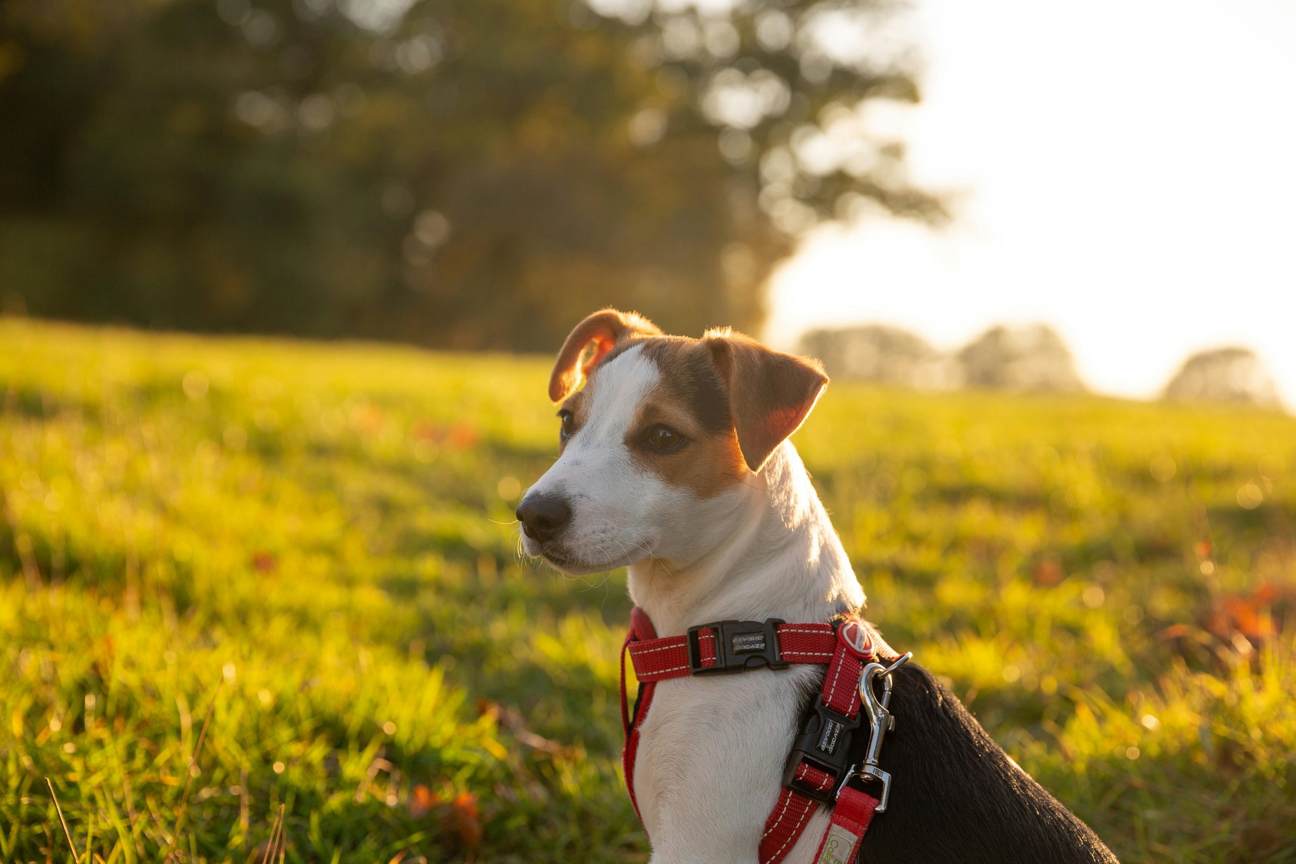 Online Vet Springfield IL