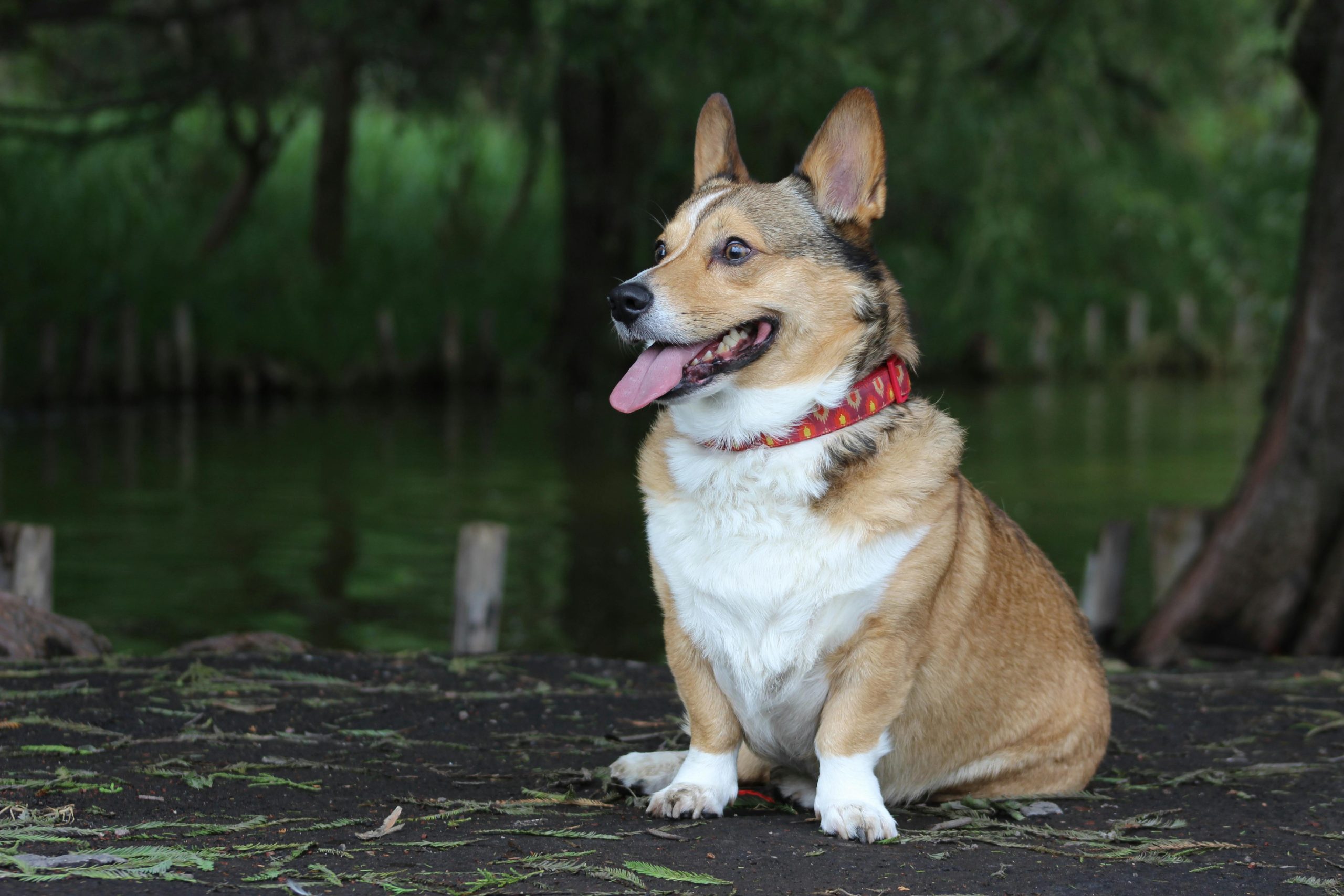 Online Vet Springfield IL