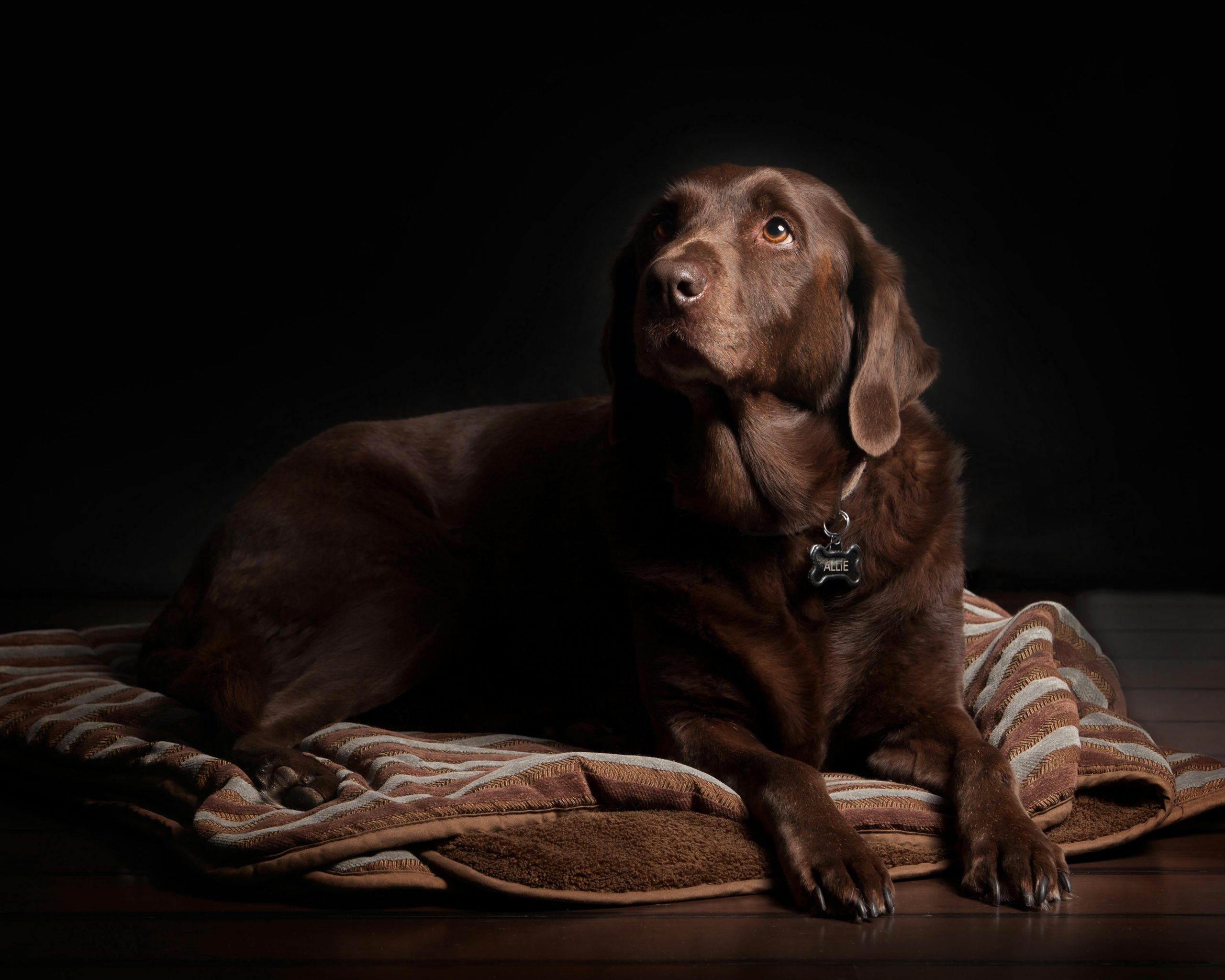 Online Vet Sugar Land TX